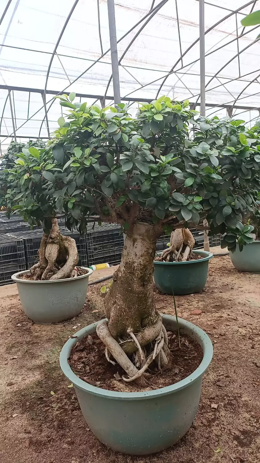 The Dome Size 5 image