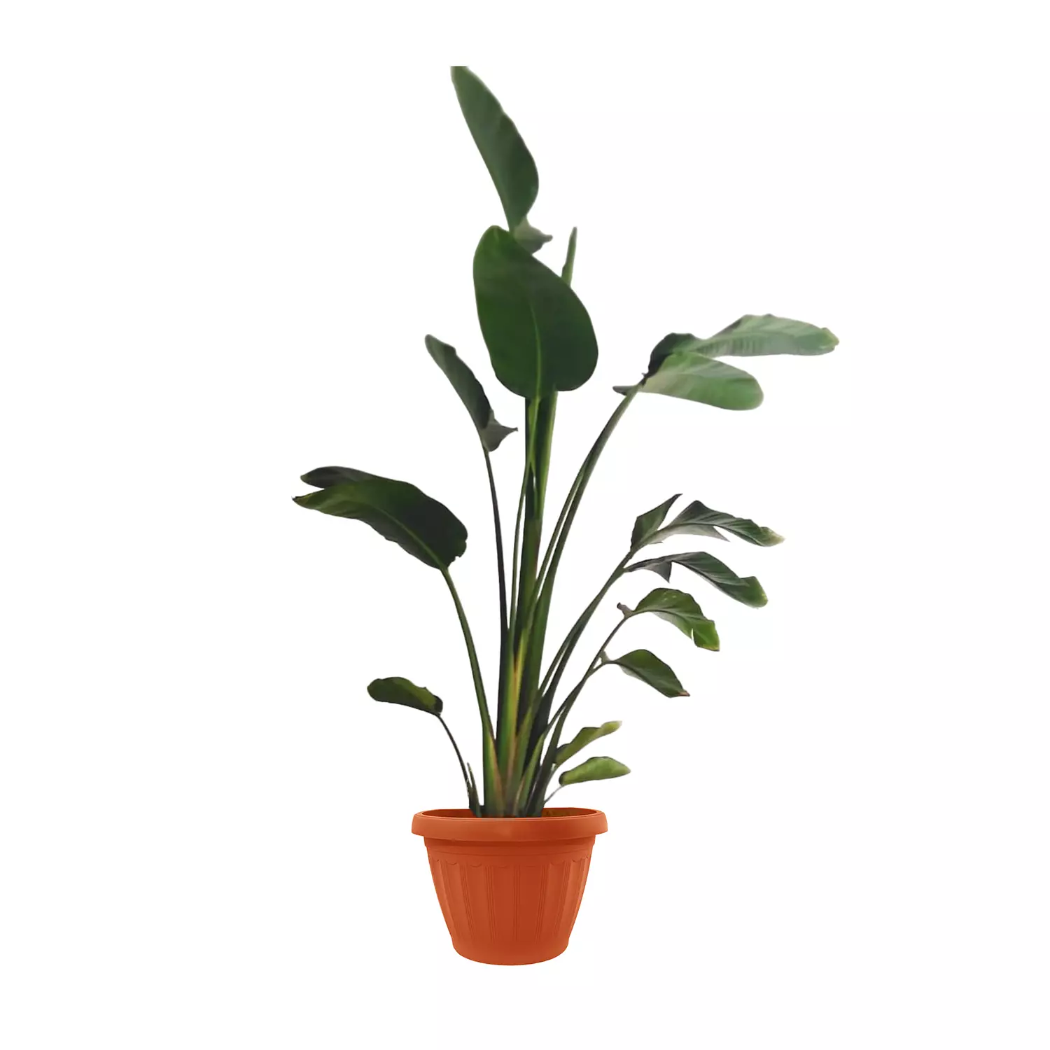 Augusta ''Banana Tree''  6