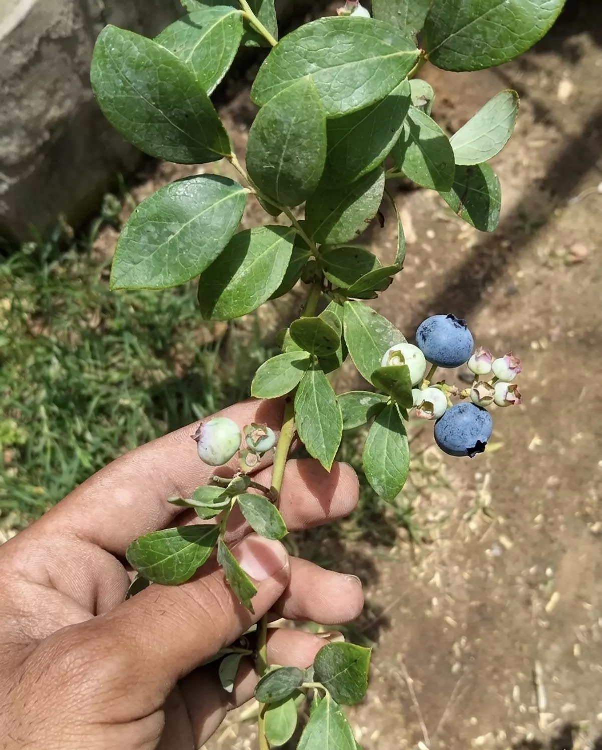 Blue berry Tree 2