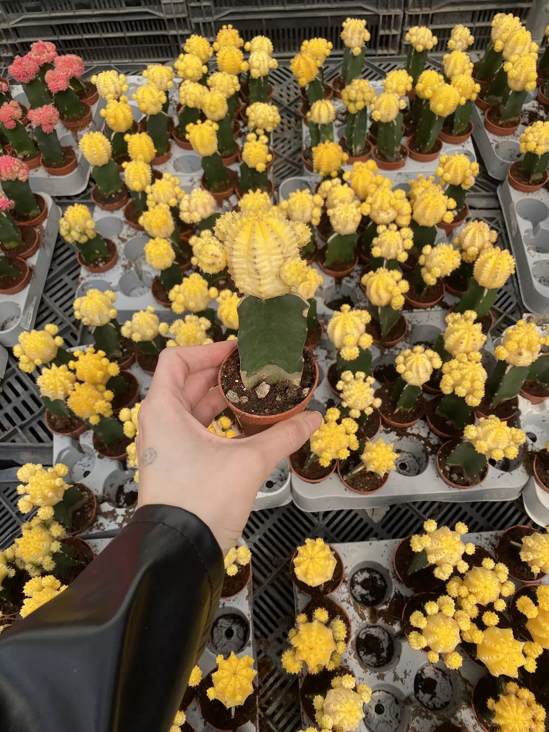 Bundle of 3 Neon Cactus 3