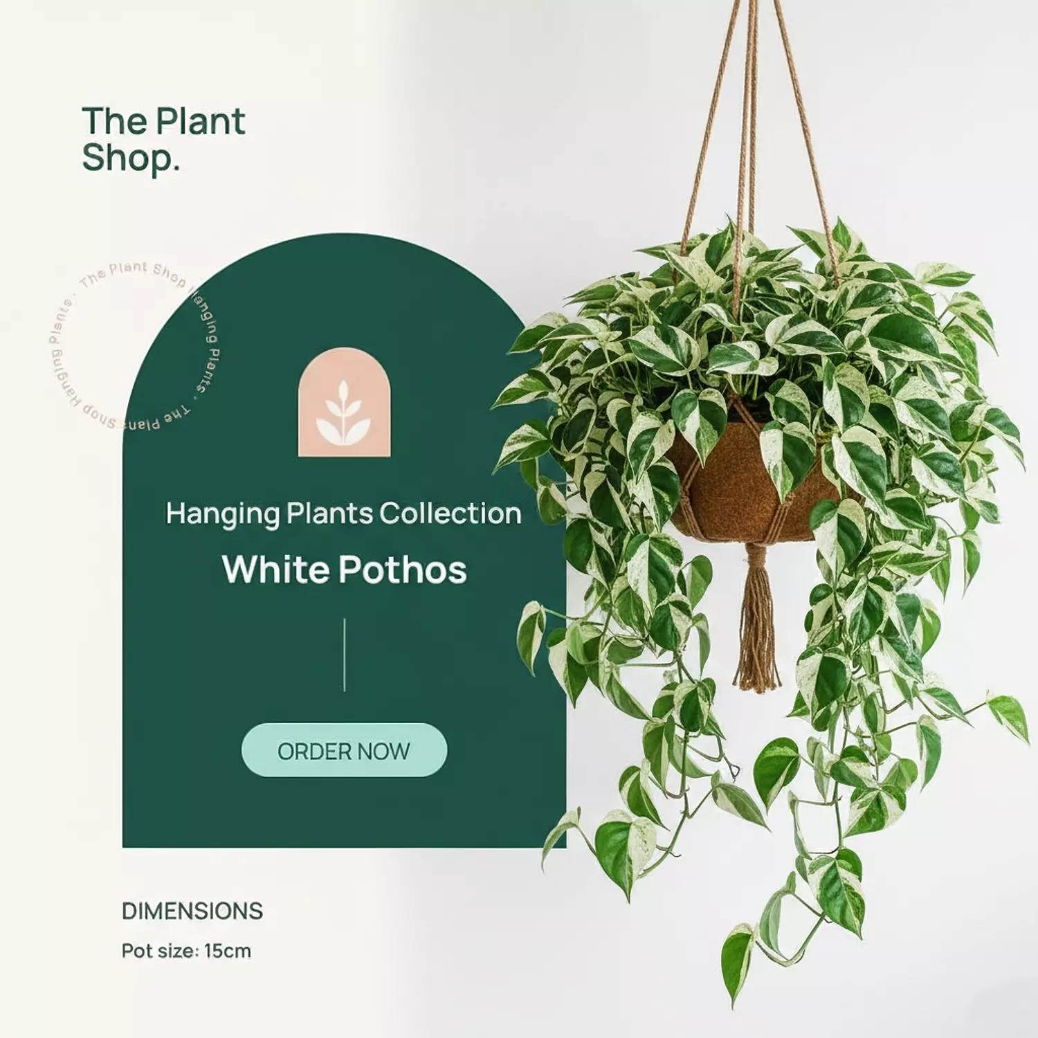 Hanging White Pothos  image