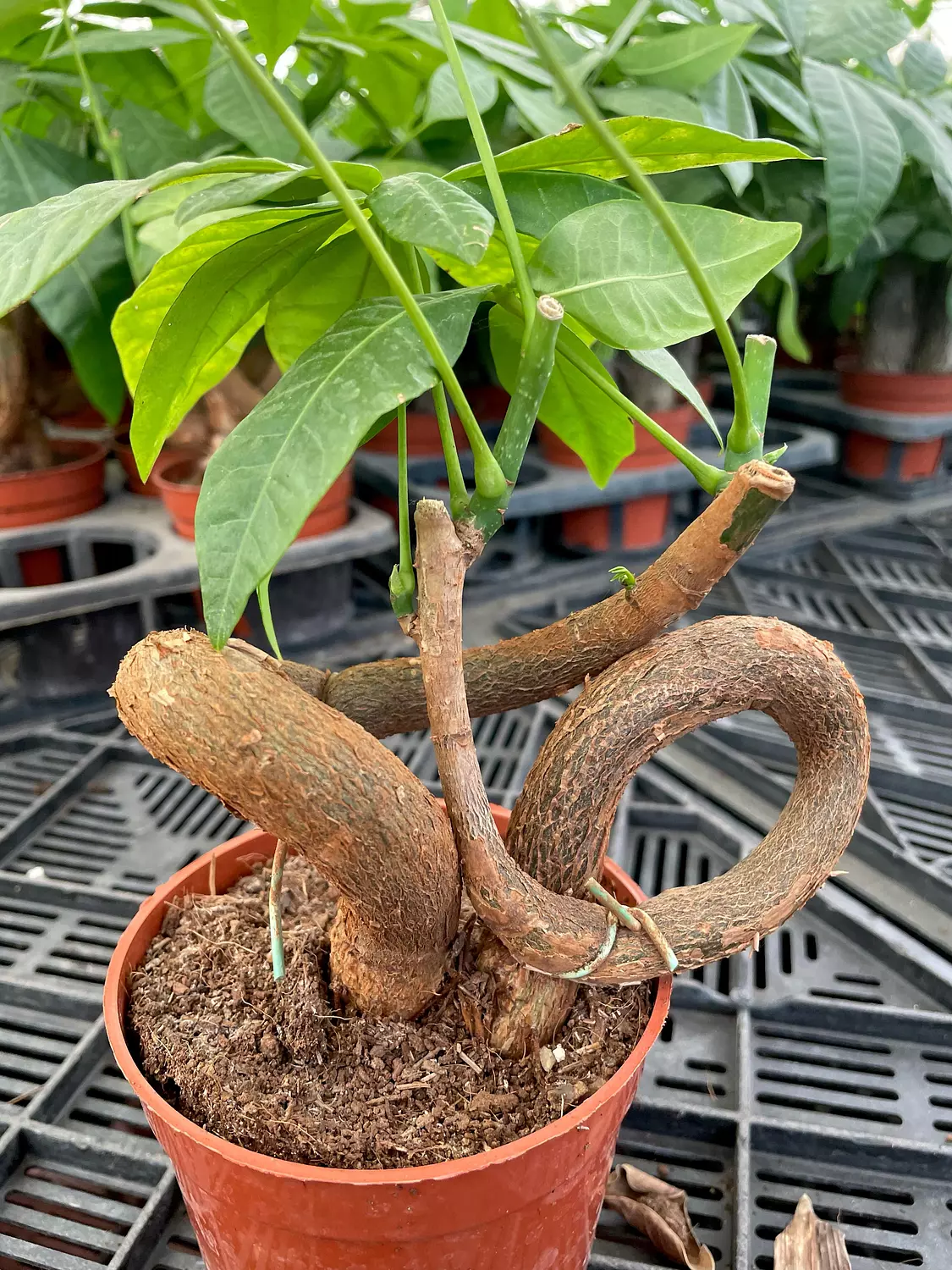 Dancing Money Tree 1