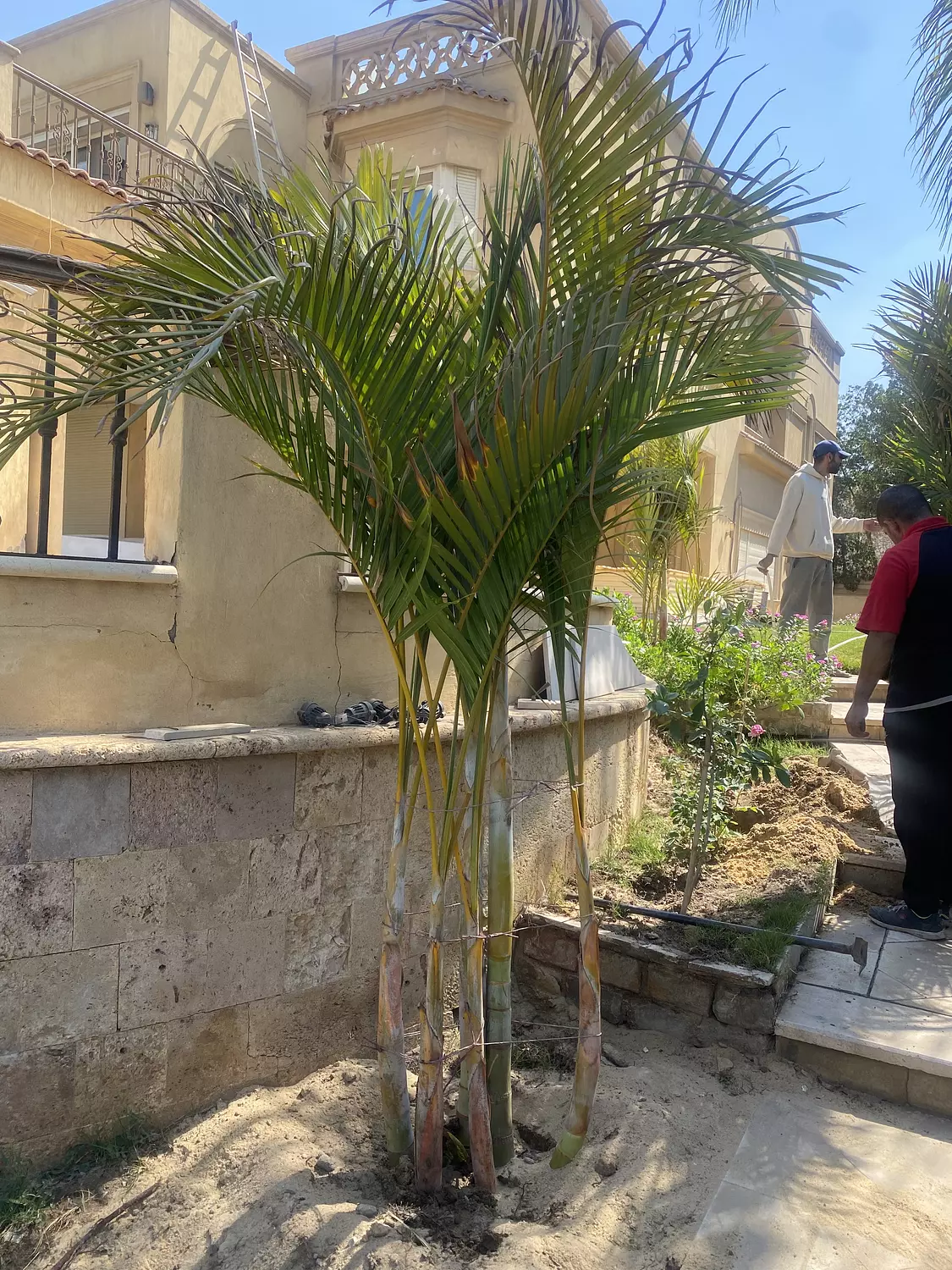 Yellow Areca outdoor 4
