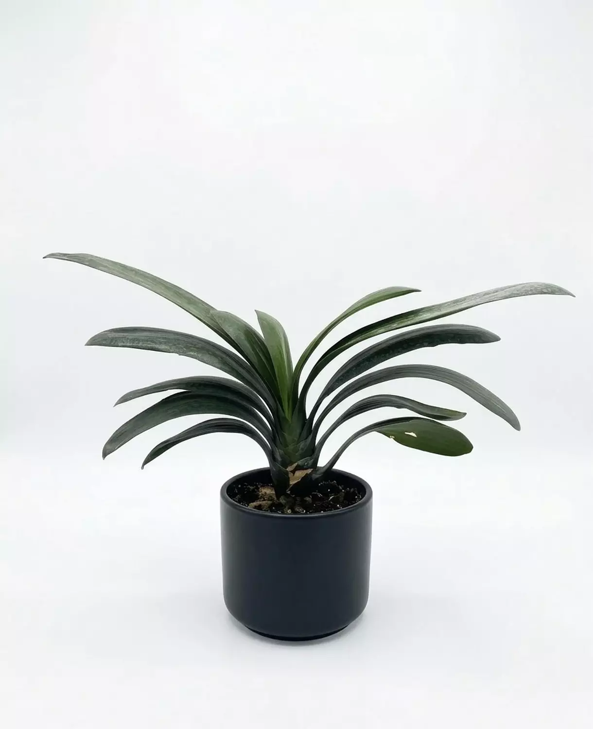 Clivia miniata image