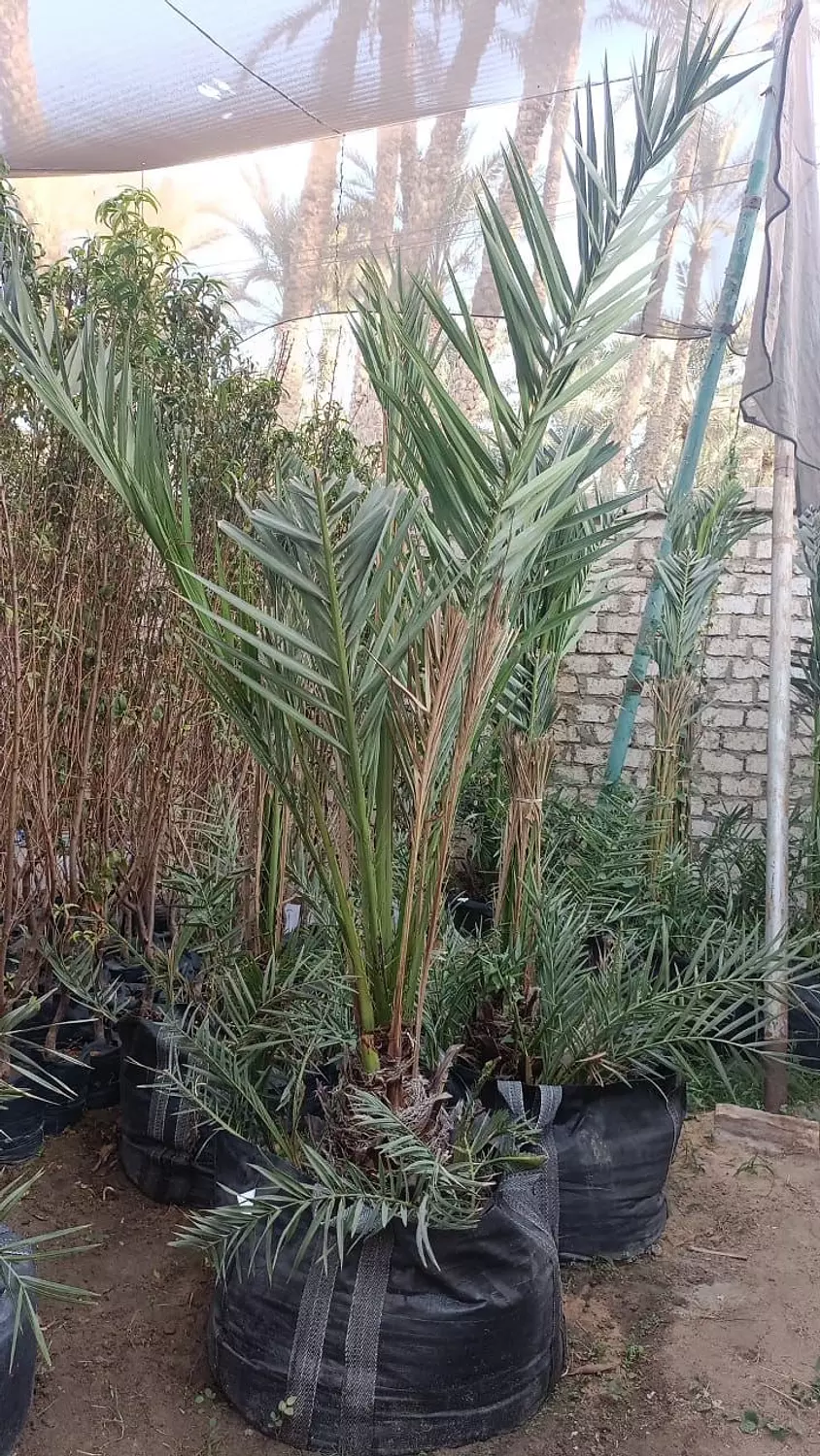 Barhi Date Palm 2