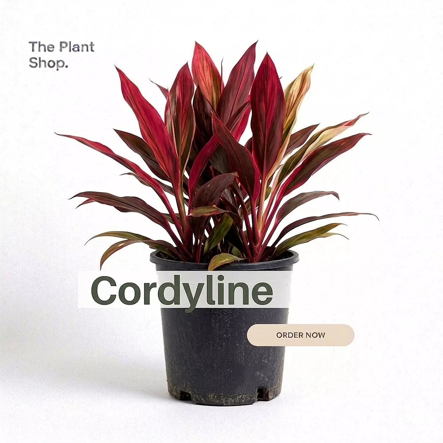 Cordyline image