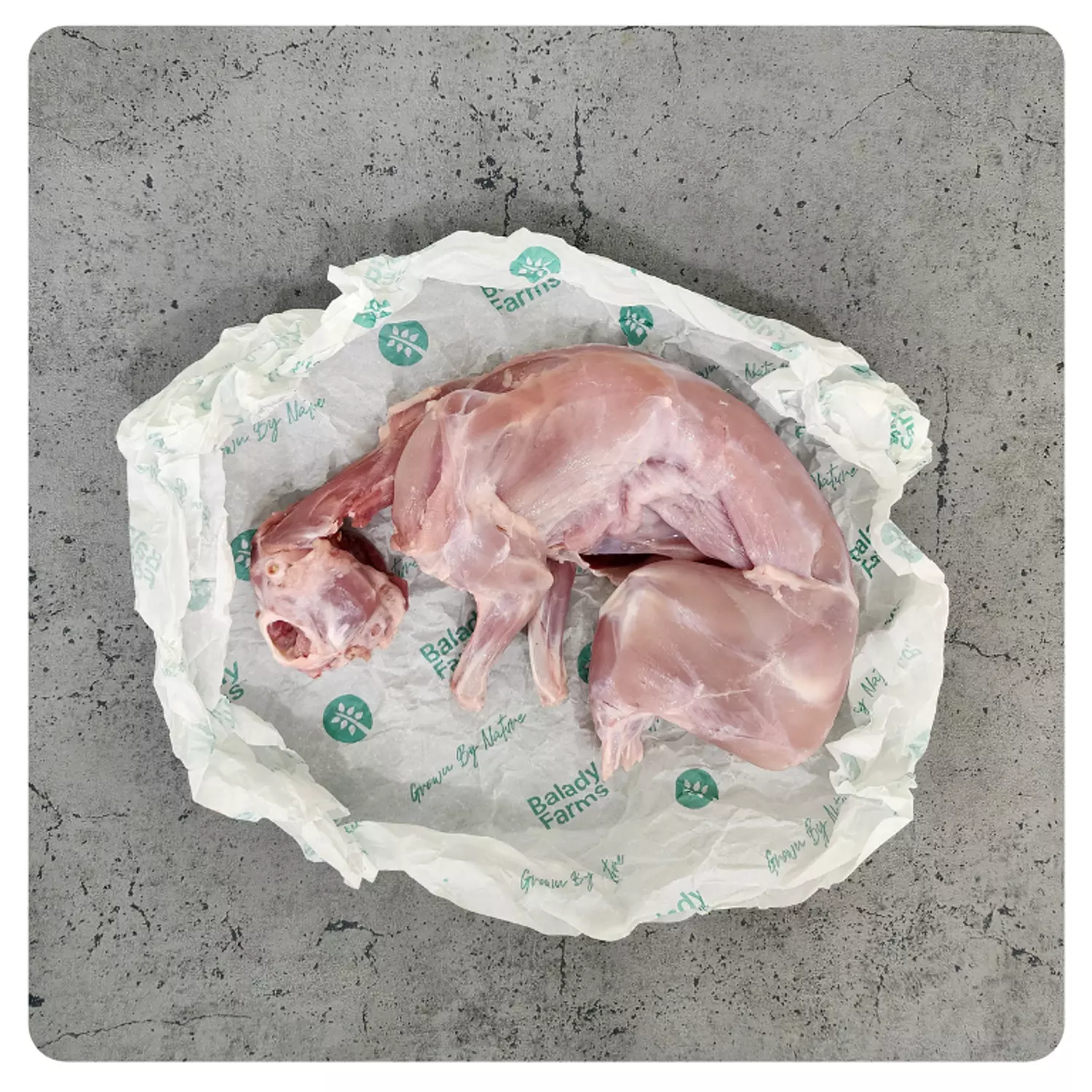Whole Rabbit 1.2-1.4 KG (Per One) image