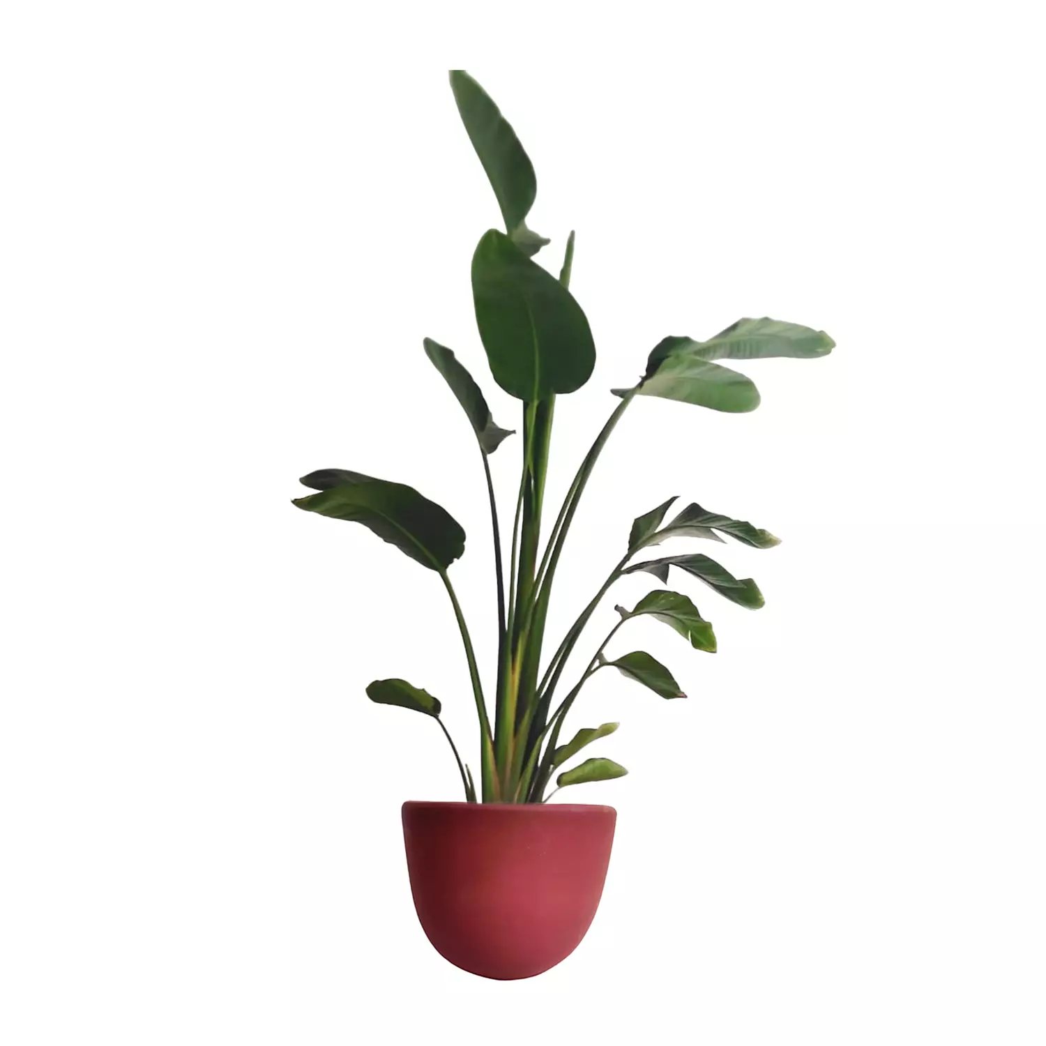 Augusta ''Banana Tree''  10