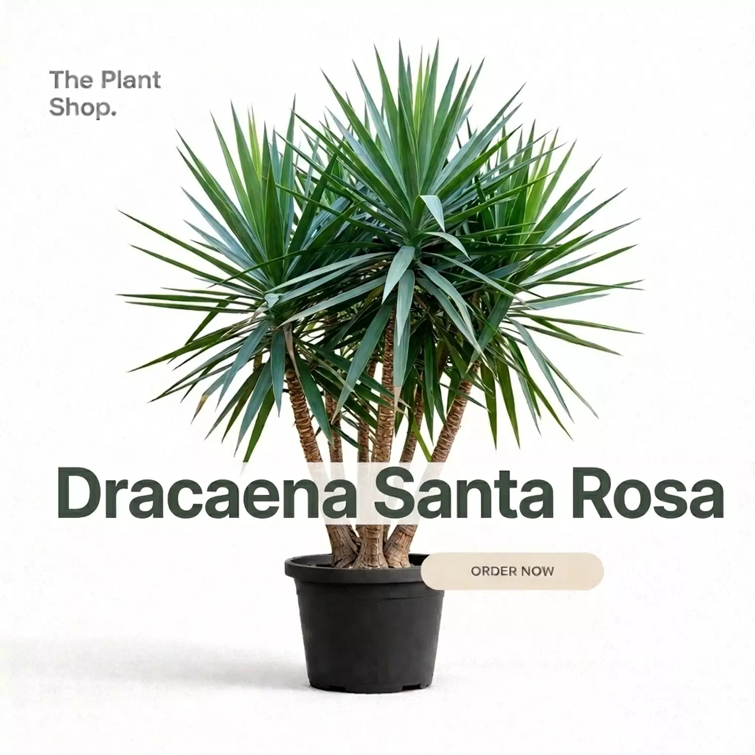   Dracaena Santa Rosa Outdoor  image