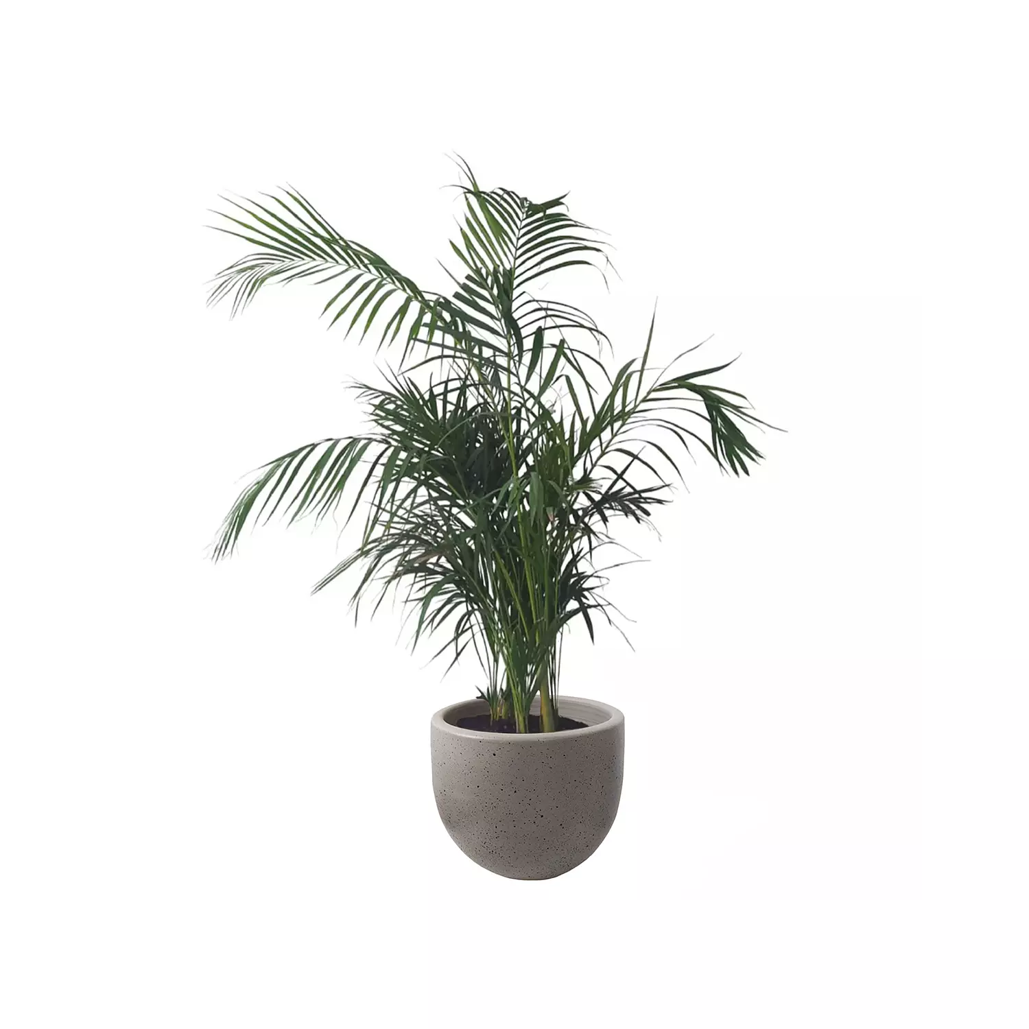 Areca Palm  3