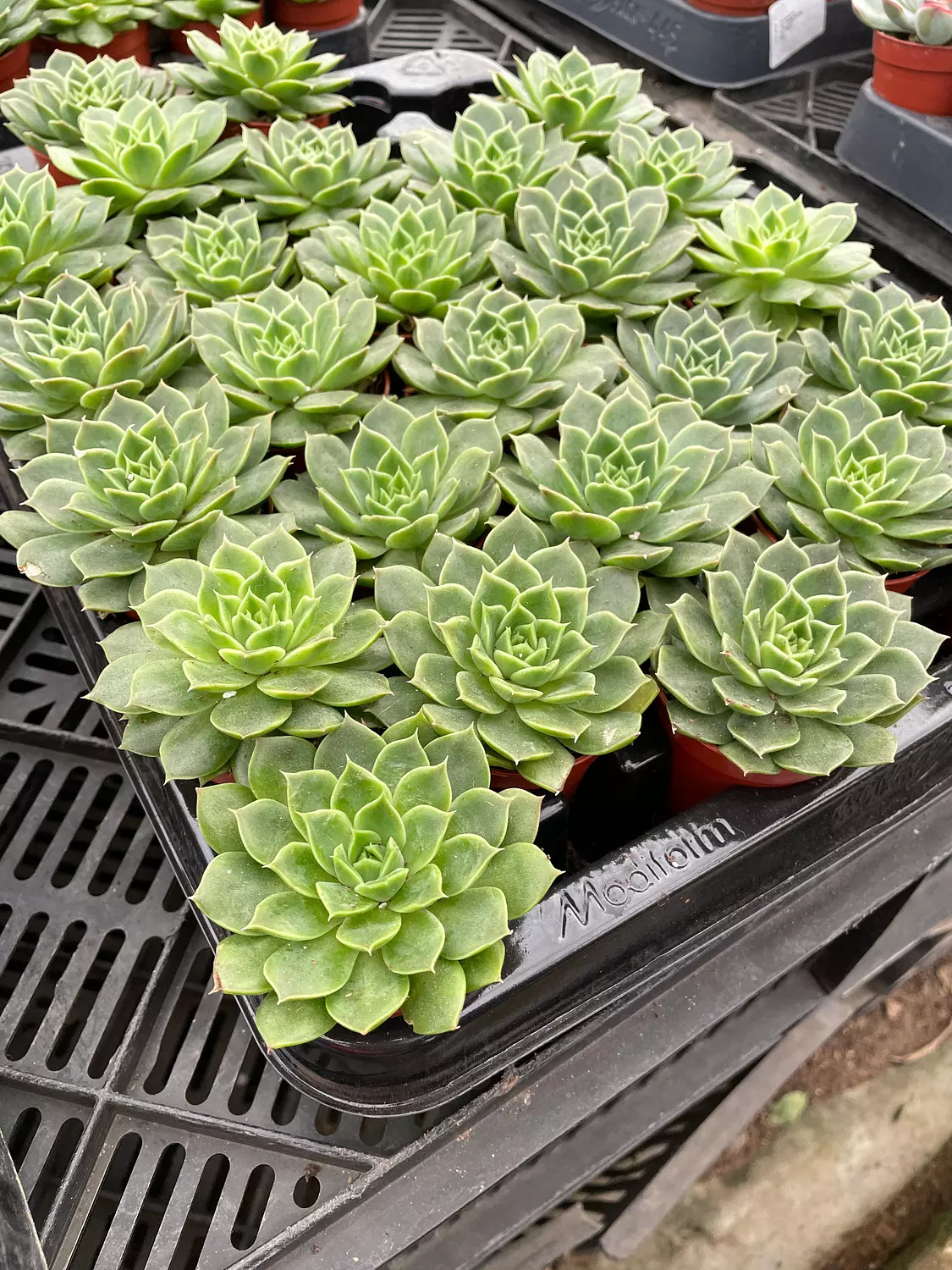 Echeverias Cactus - Shape 1 1
