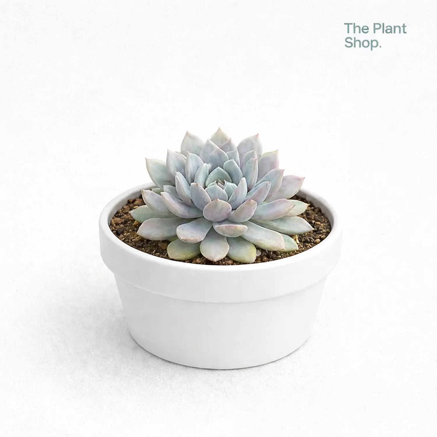 Jumbo Echeverias (3) image