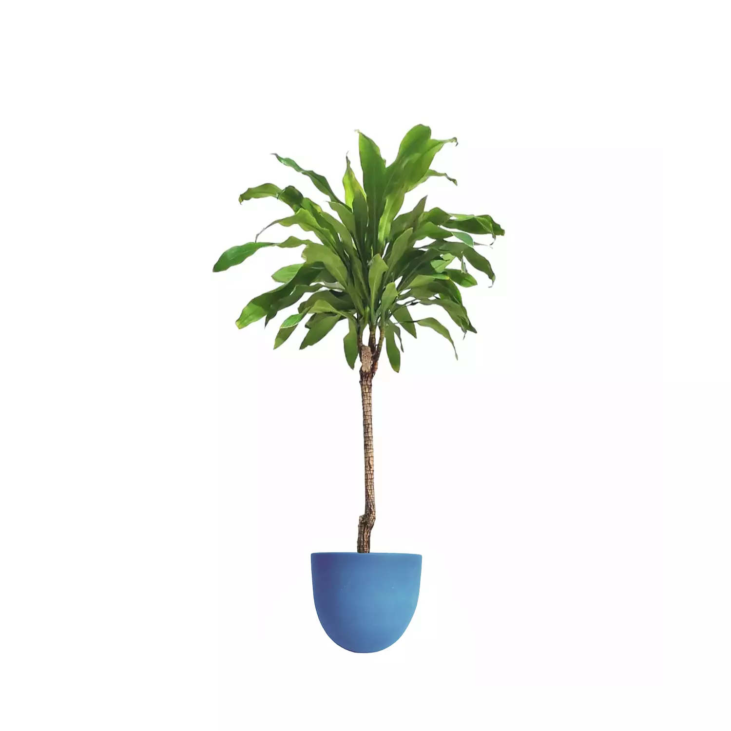 Dracaena fragrans 7