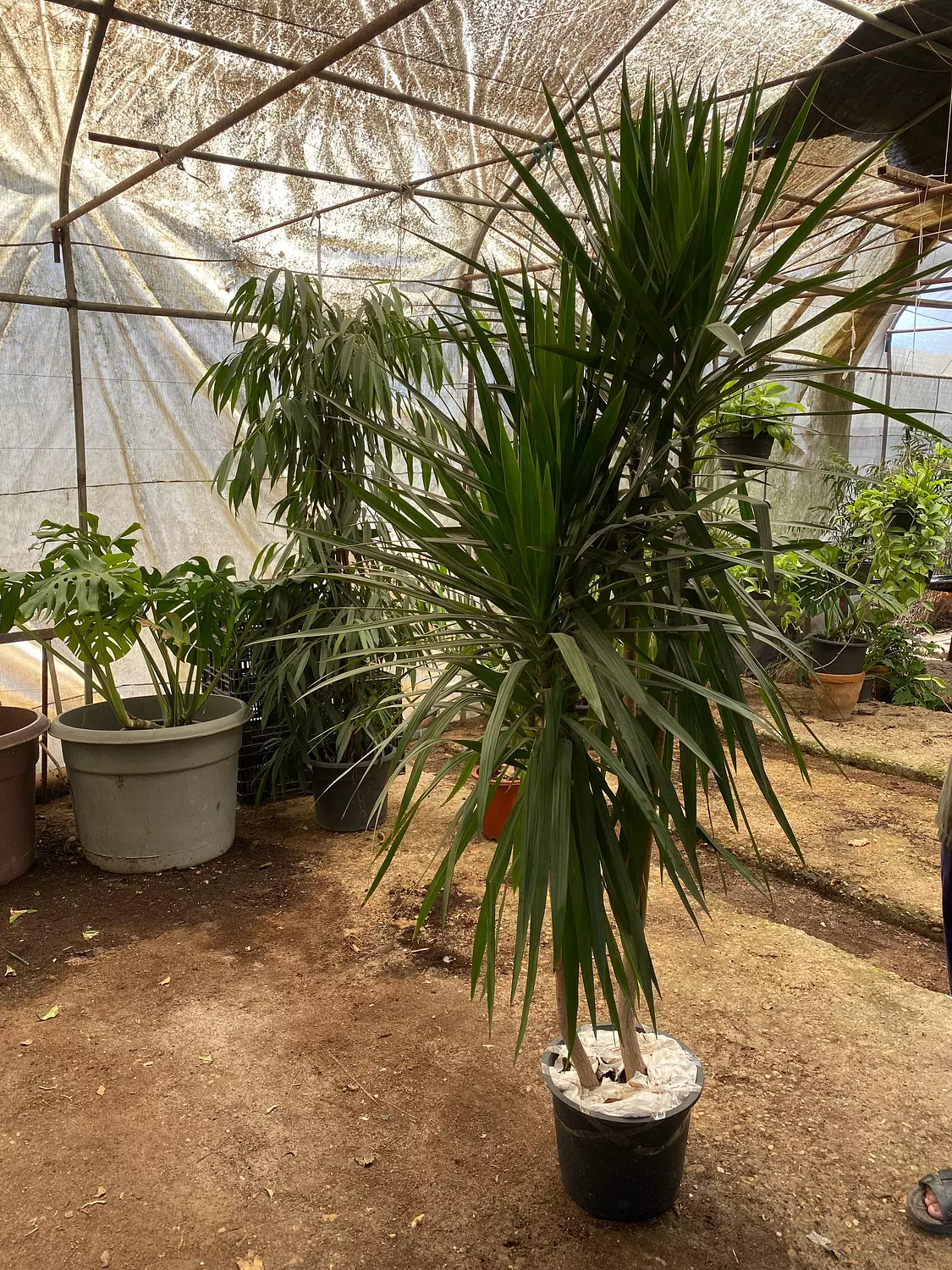 Darcena Santa Rosa 2