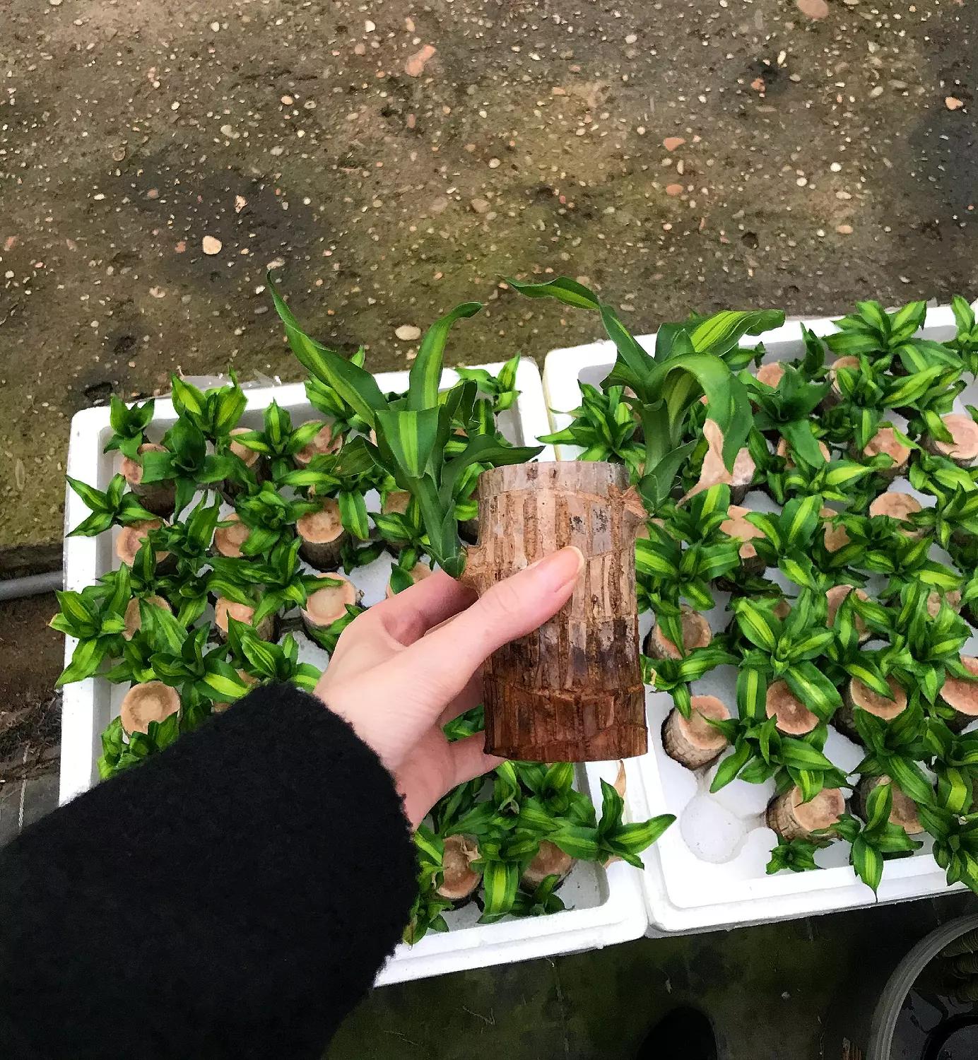 Brazilian Lucky Bamboo  3