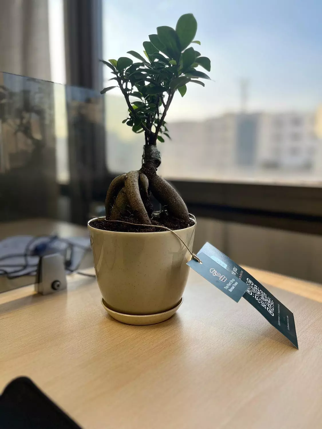 Ginseng Ficus Bonsai 4