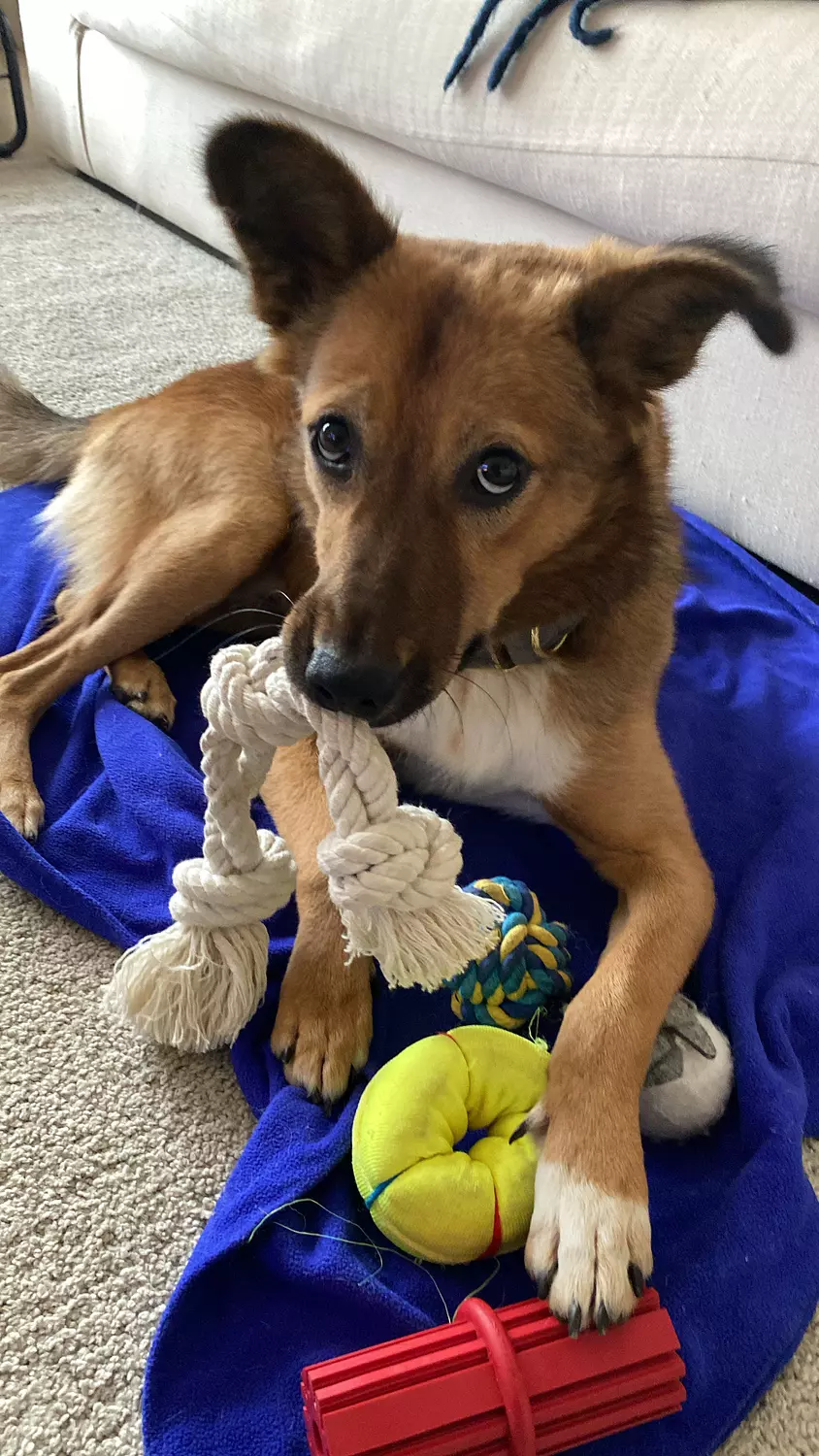Tug Rope Toy 2