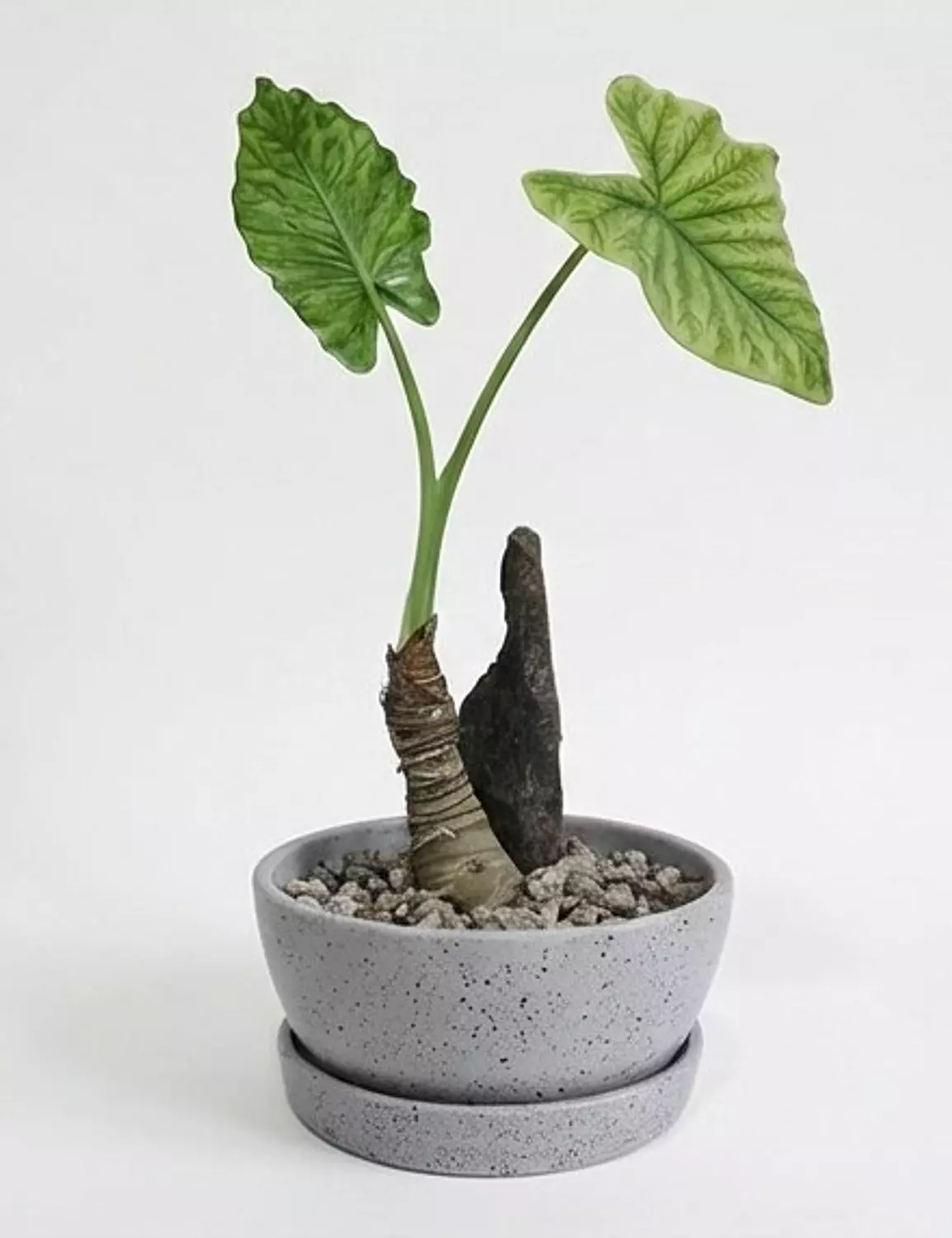 Alocasia 4