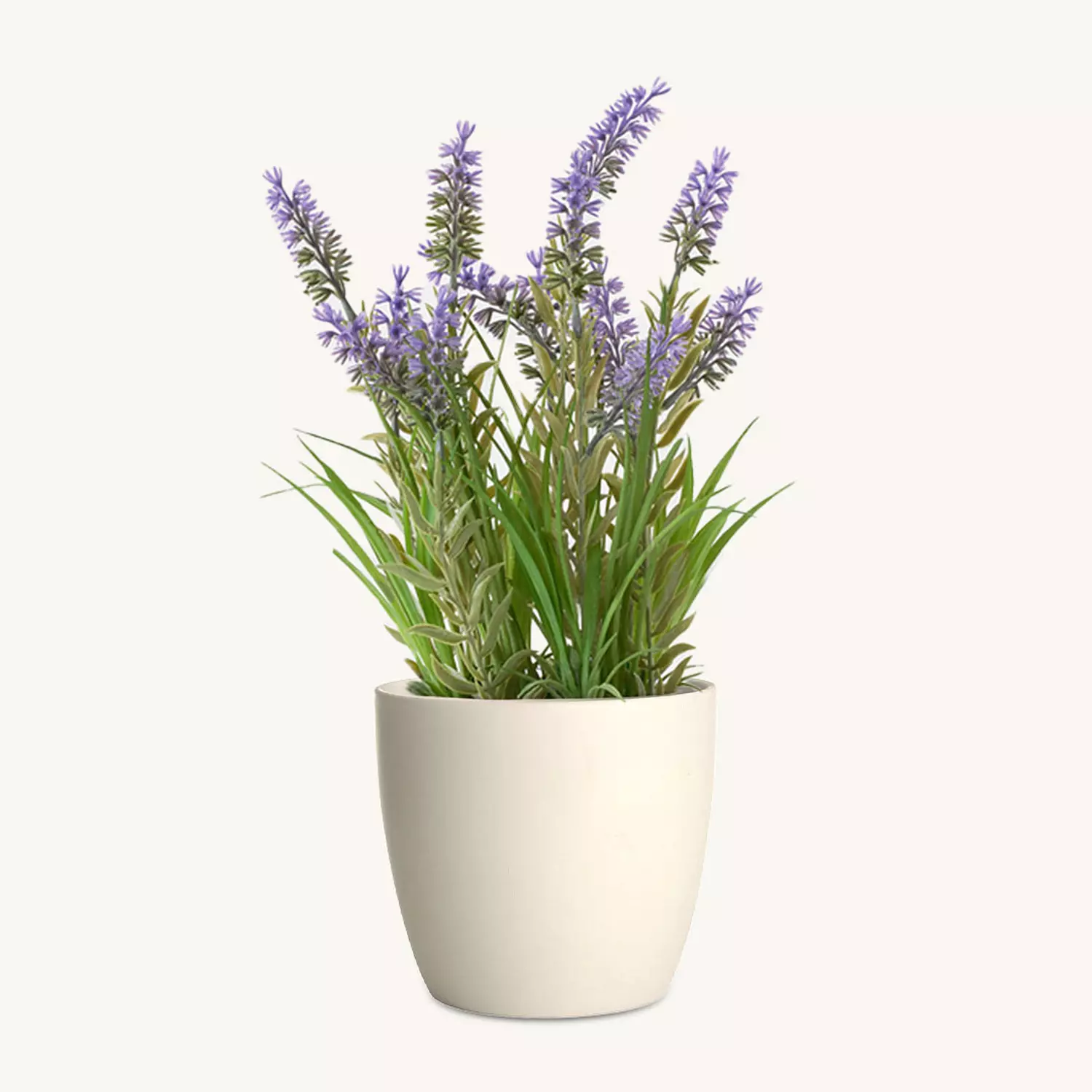 Lavender image