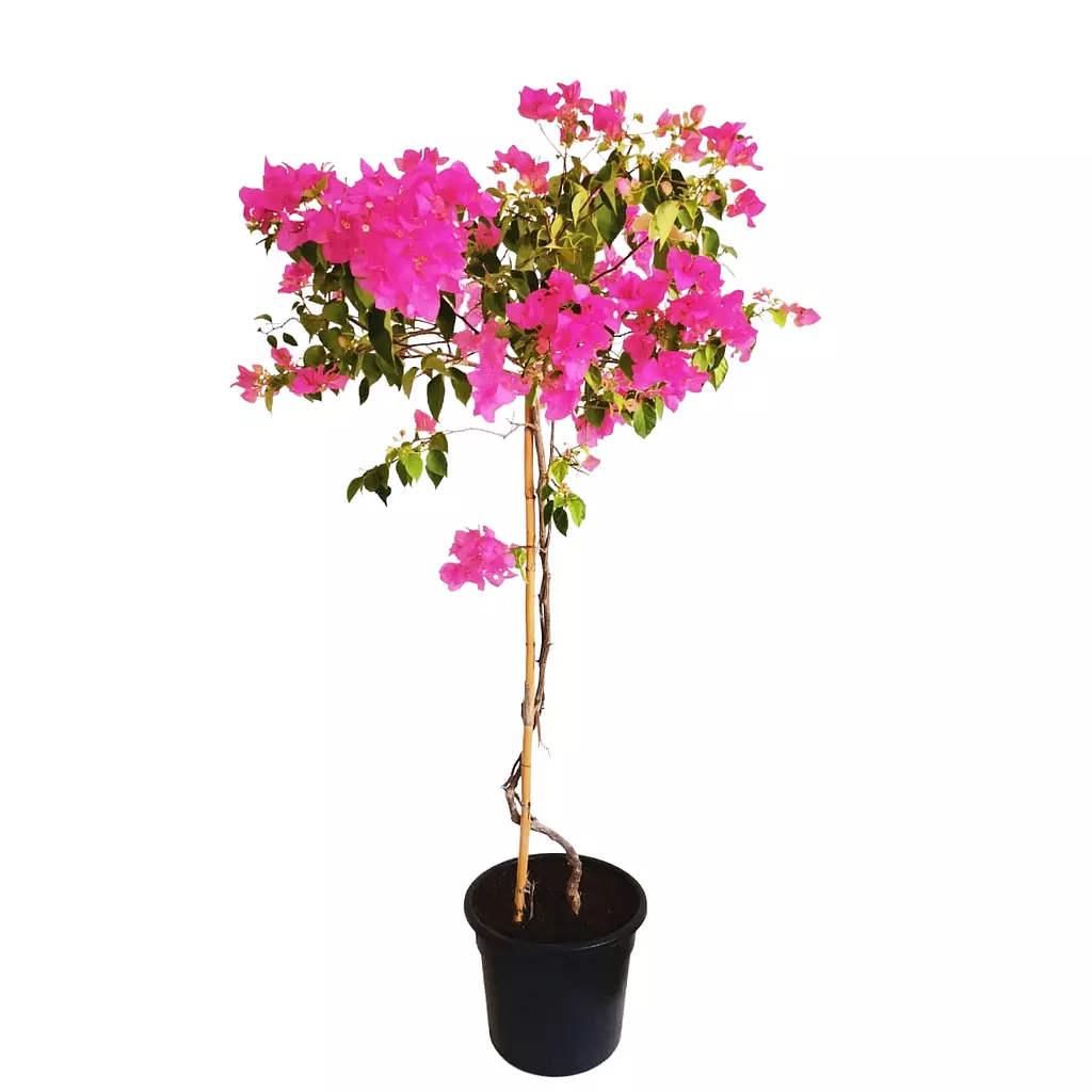 Bougainvillea