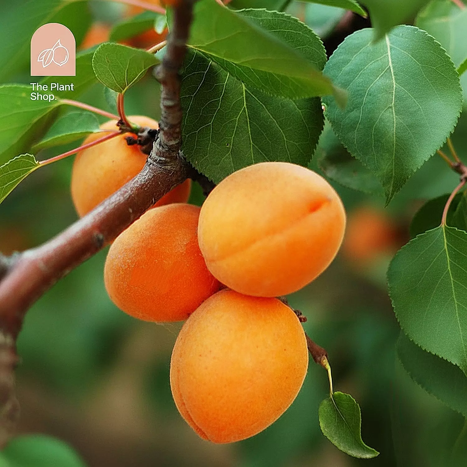 Apricot Tree  image