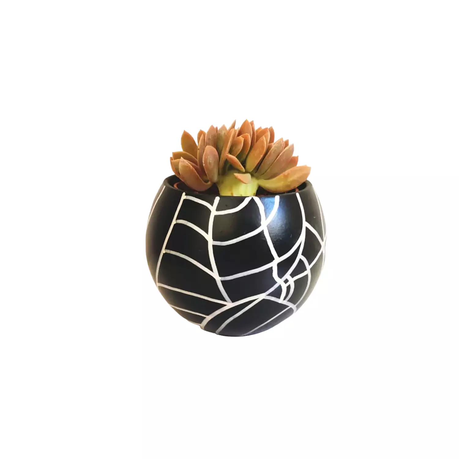 Echeveria