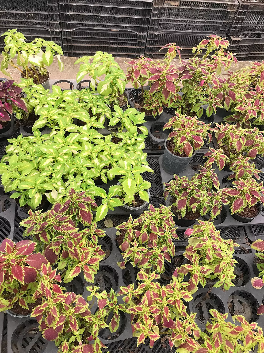 Coleus 4