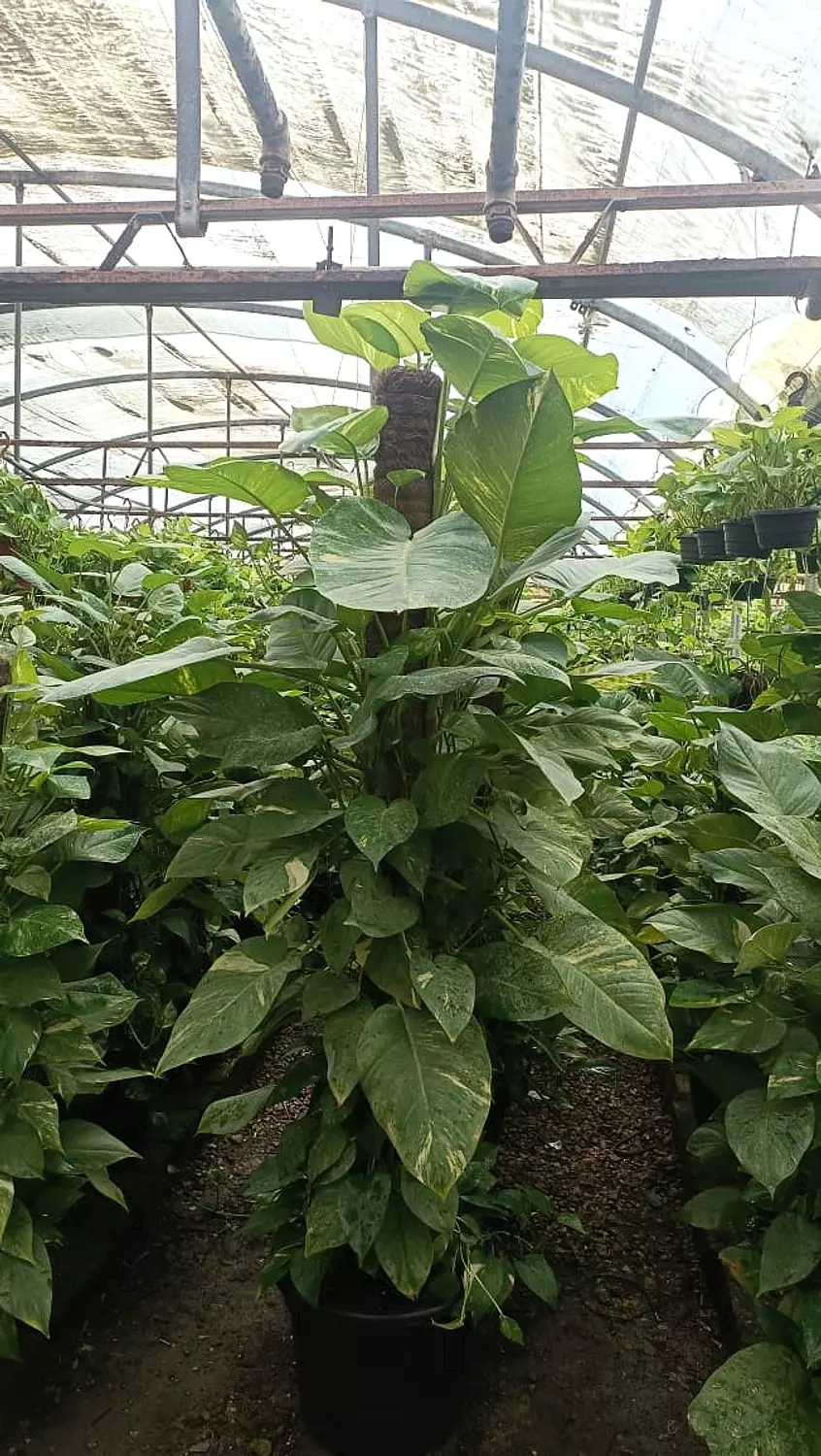 Giant Golden Pothos  4