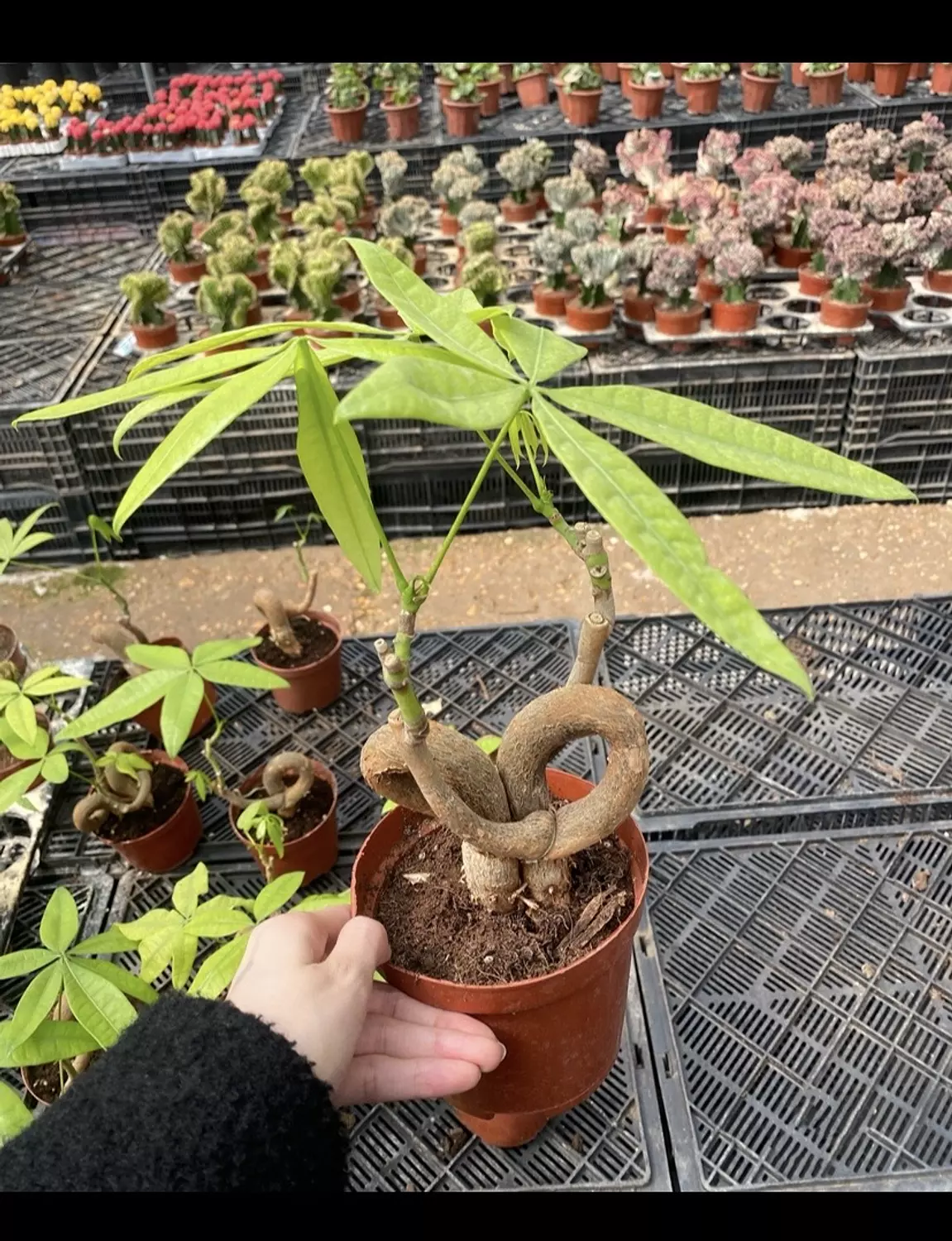 Dancing Money Tree hover image