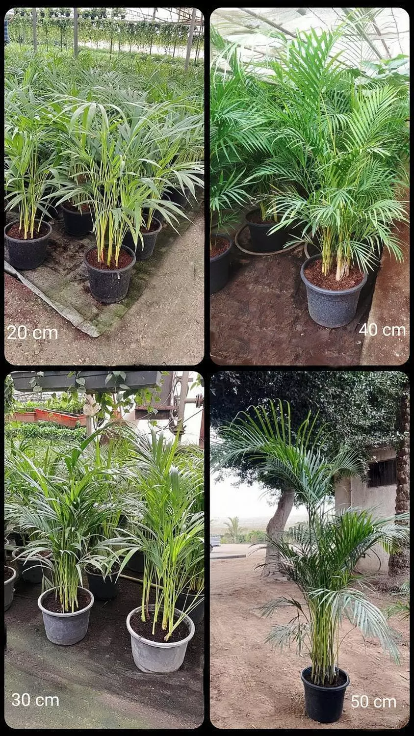 Yellow Areca Palm 5