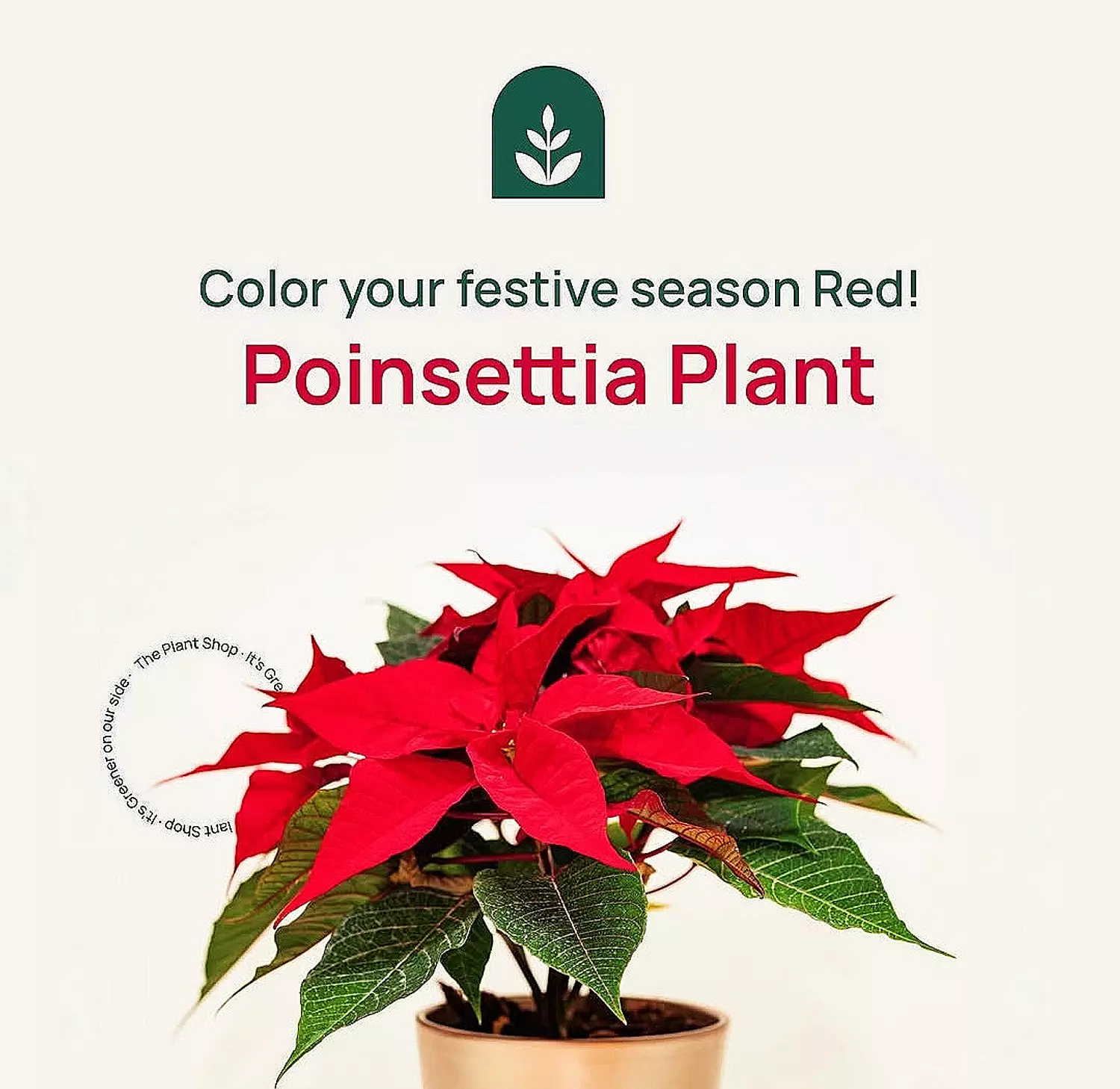 Poinsettia image