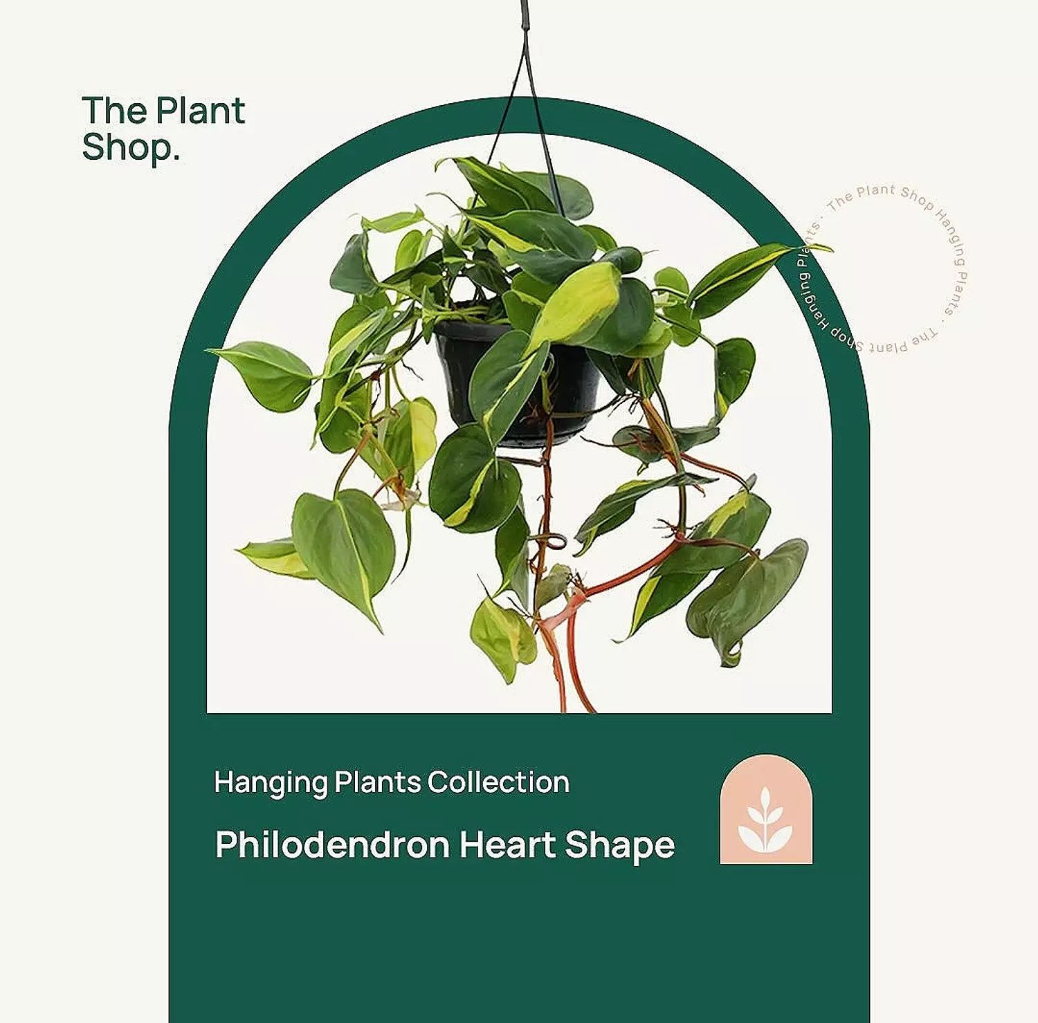 Hanging Philodendron Heart Shape image