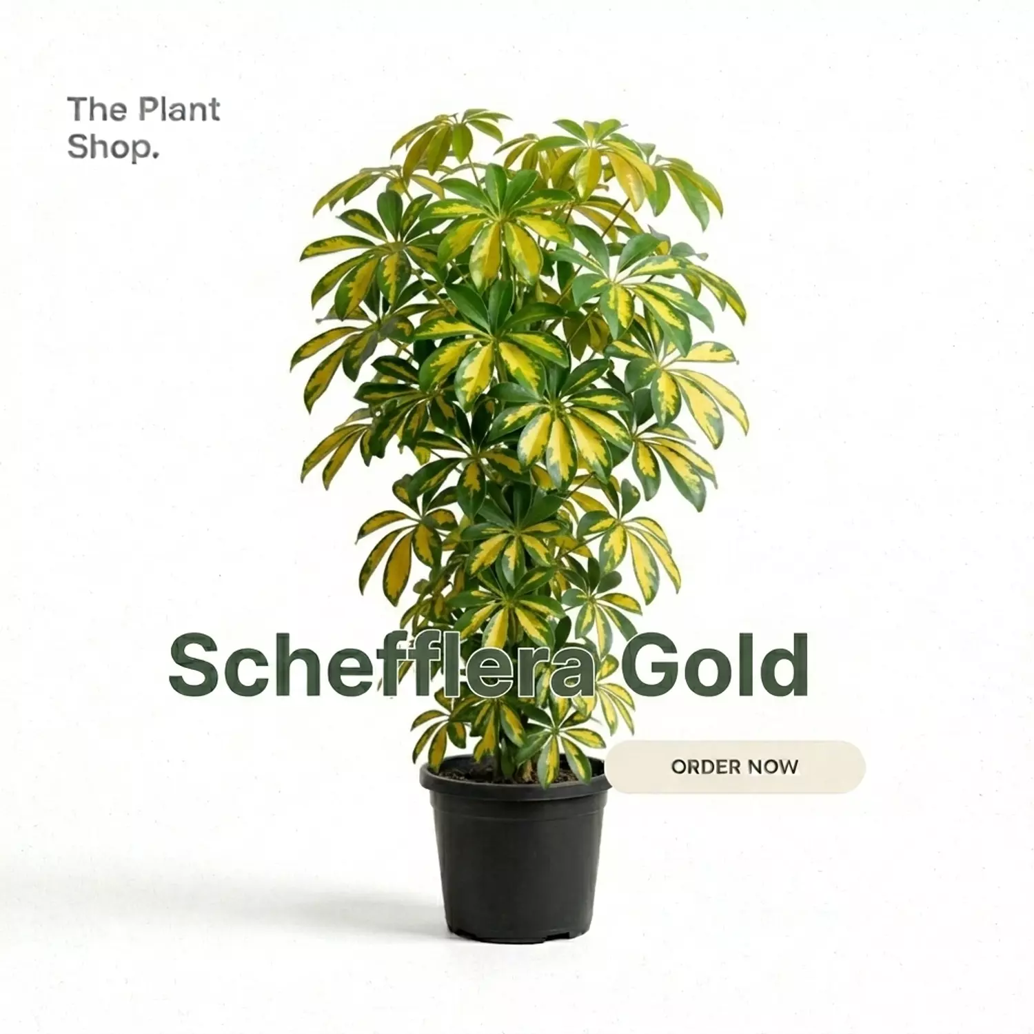 Schefflera Gold  image