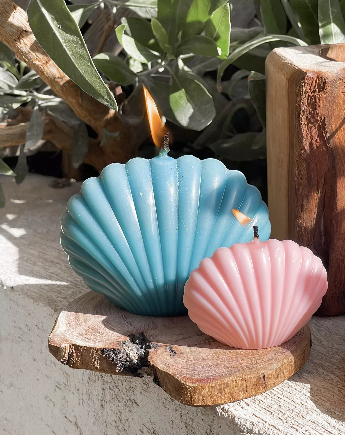 Seashell 2