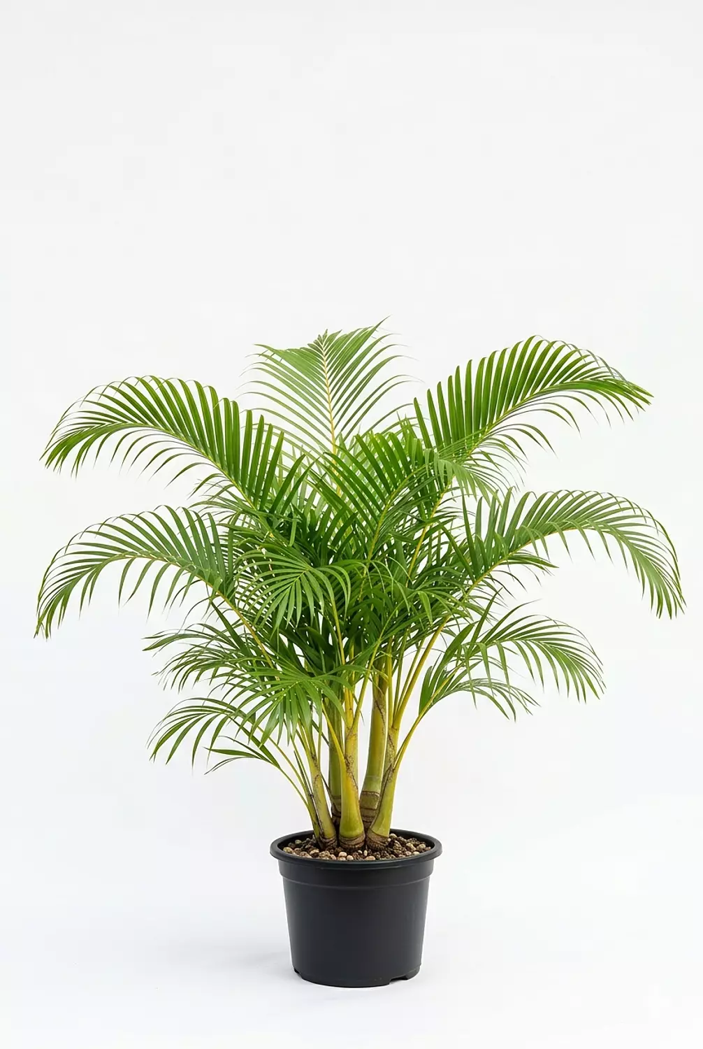 Yellow Areca outdoor hover image