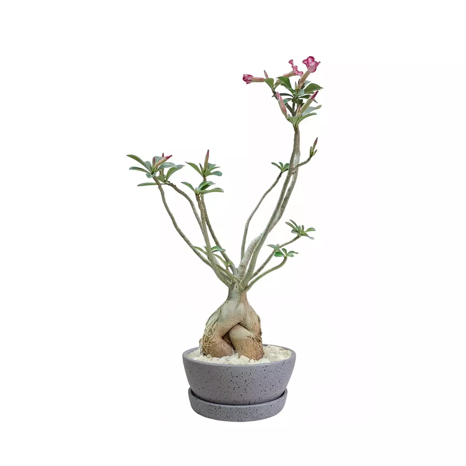 Adenium "Desert Rose" 2