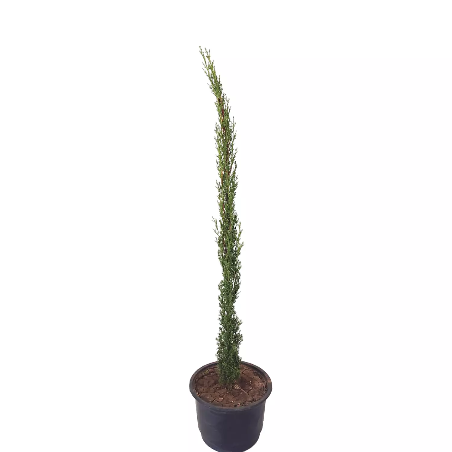 Mediterranean cypress image