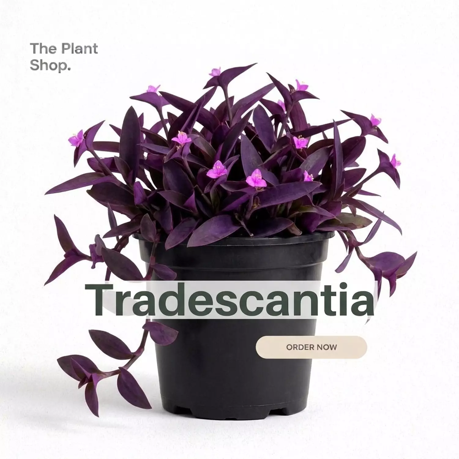 Tradescantia image