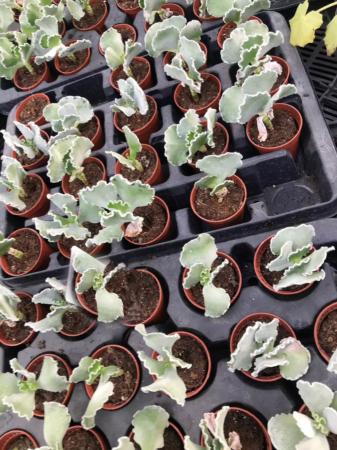 Cotyledon Undulata 1