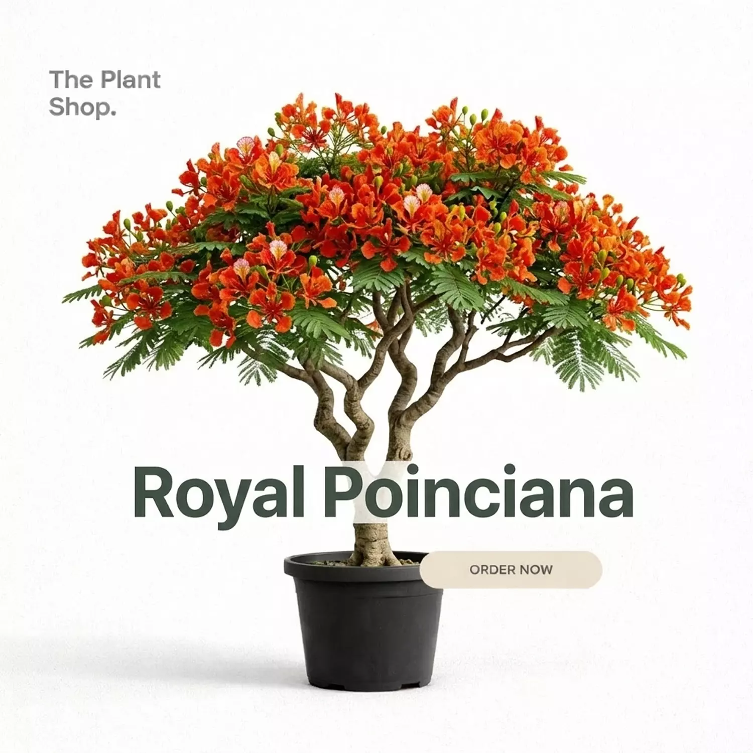 Royal Poinciana  image