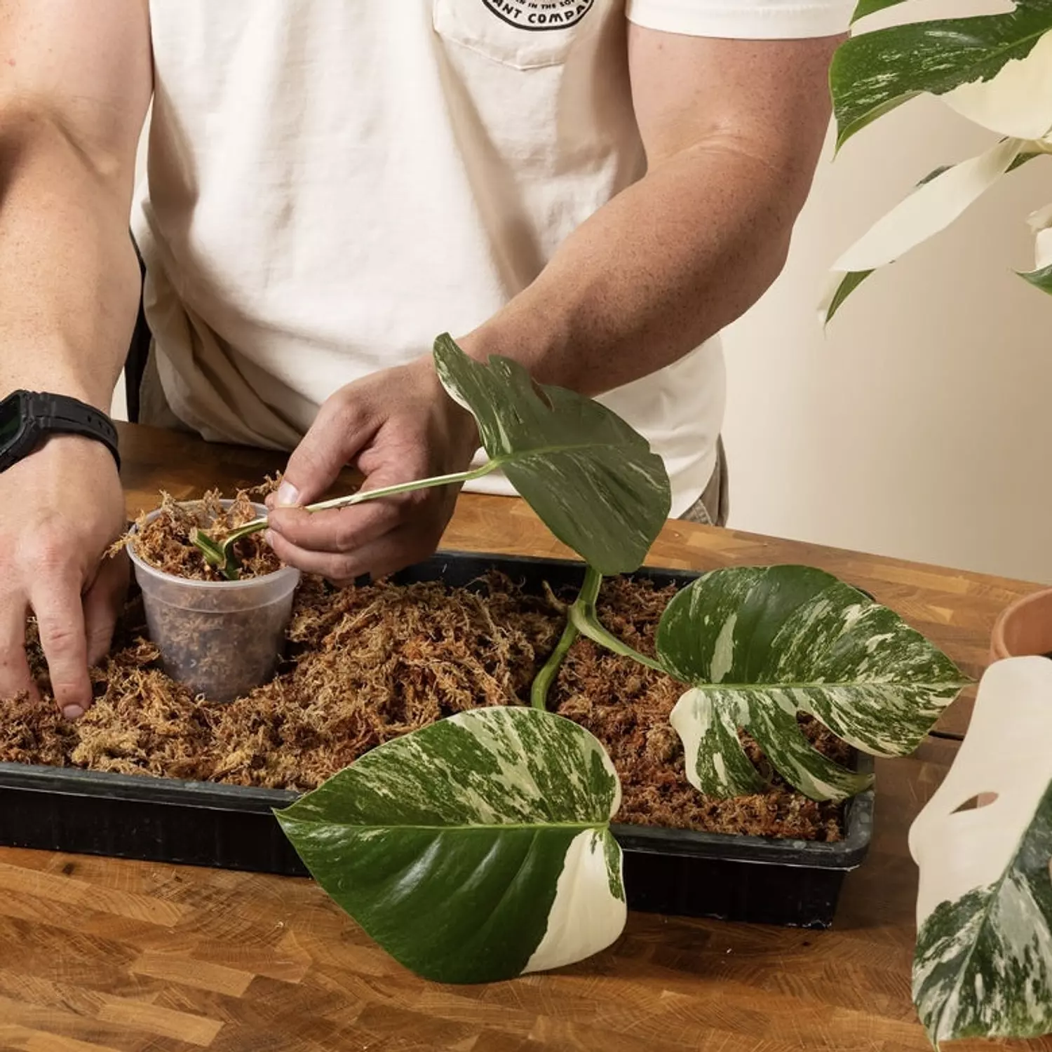 Monstera Albo propagation using sphagnum moss