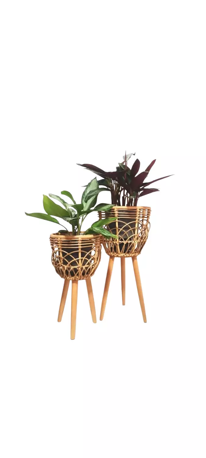 Chinese Evergreen & Calathea with Bamboo Holders image
