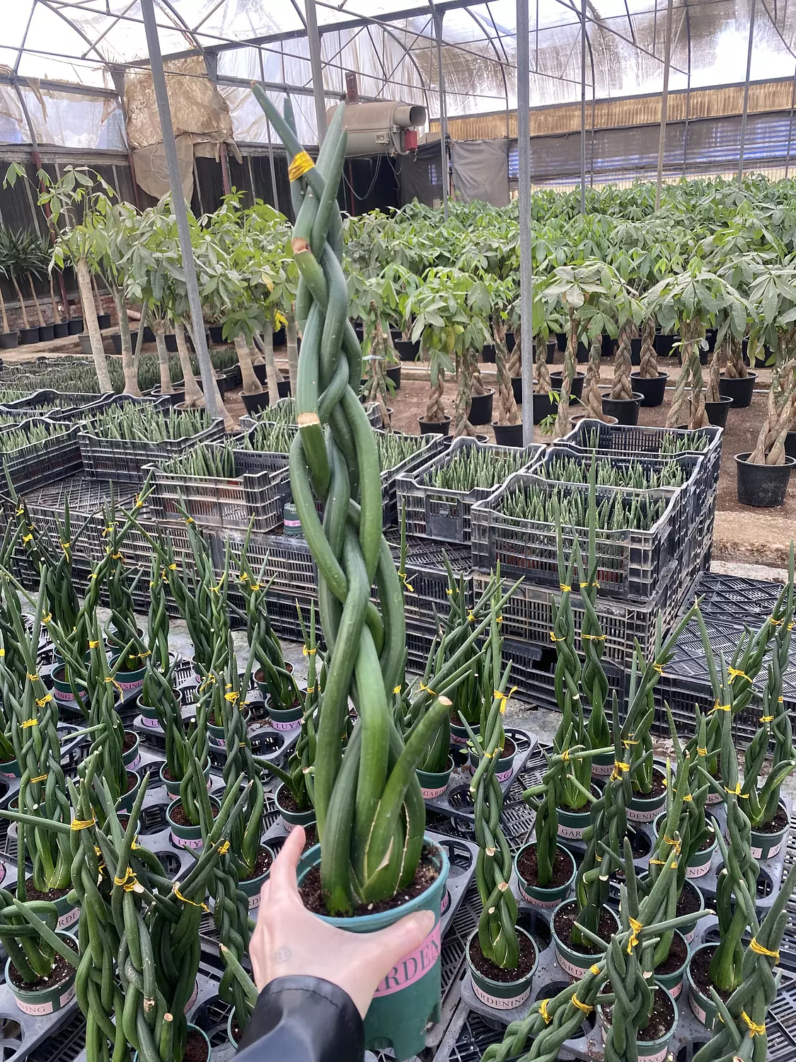 Sansevieria Cylindrica 2