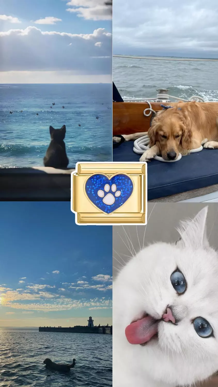 <h2><span style="color: #f2f2e8">Paws In Blue</span></h2>