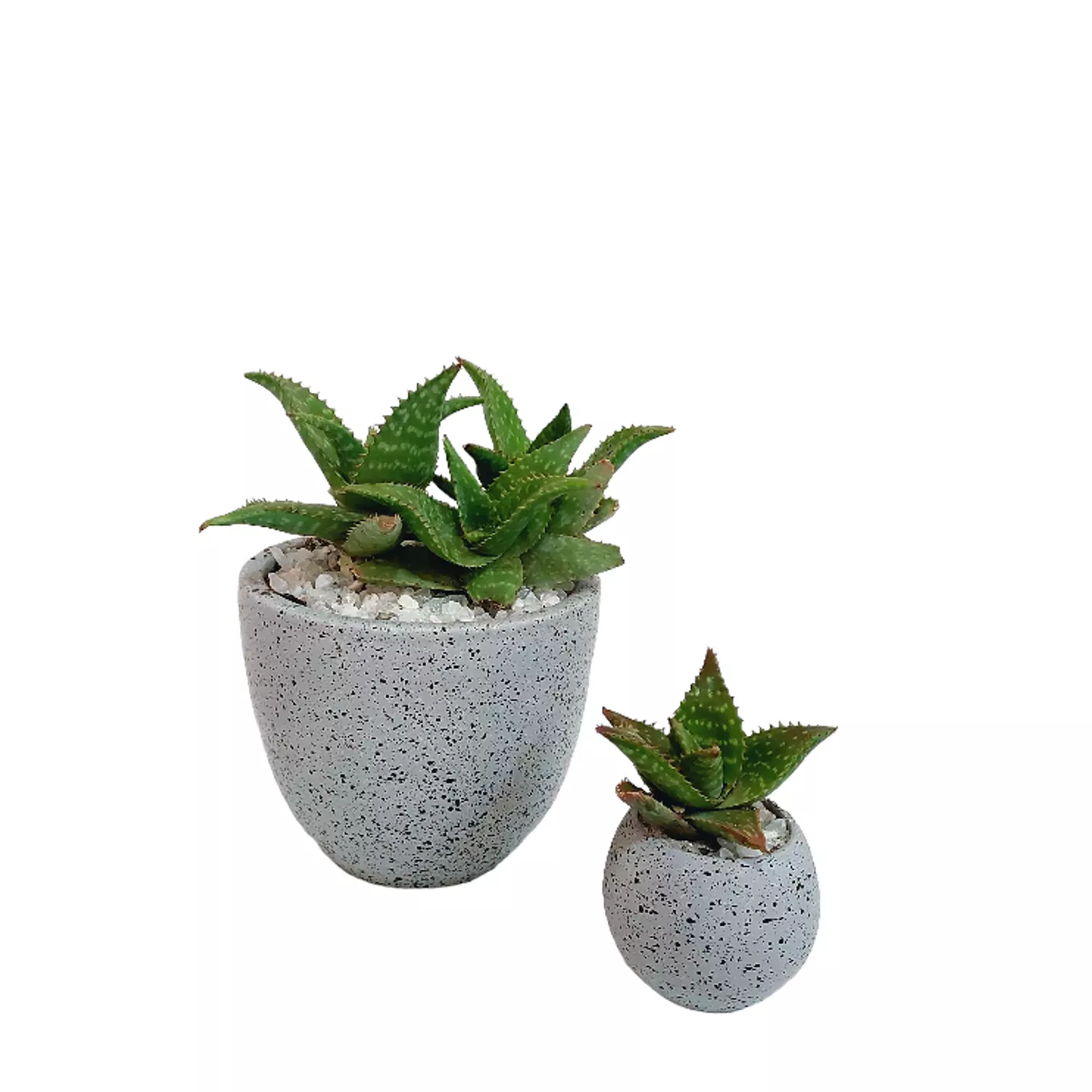 Aloe Plant-2nd-img