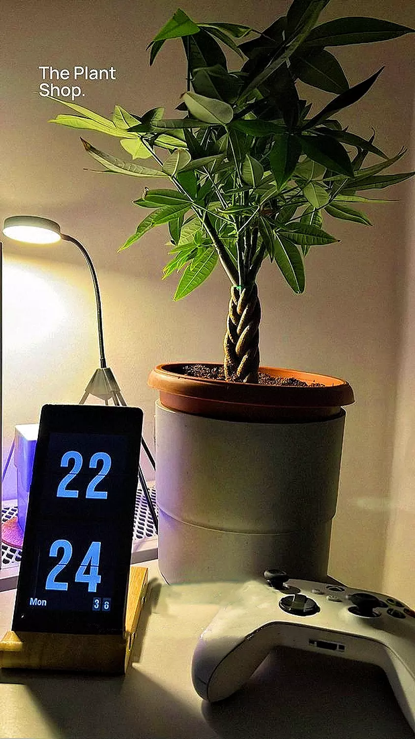 Baby Money Tree  image