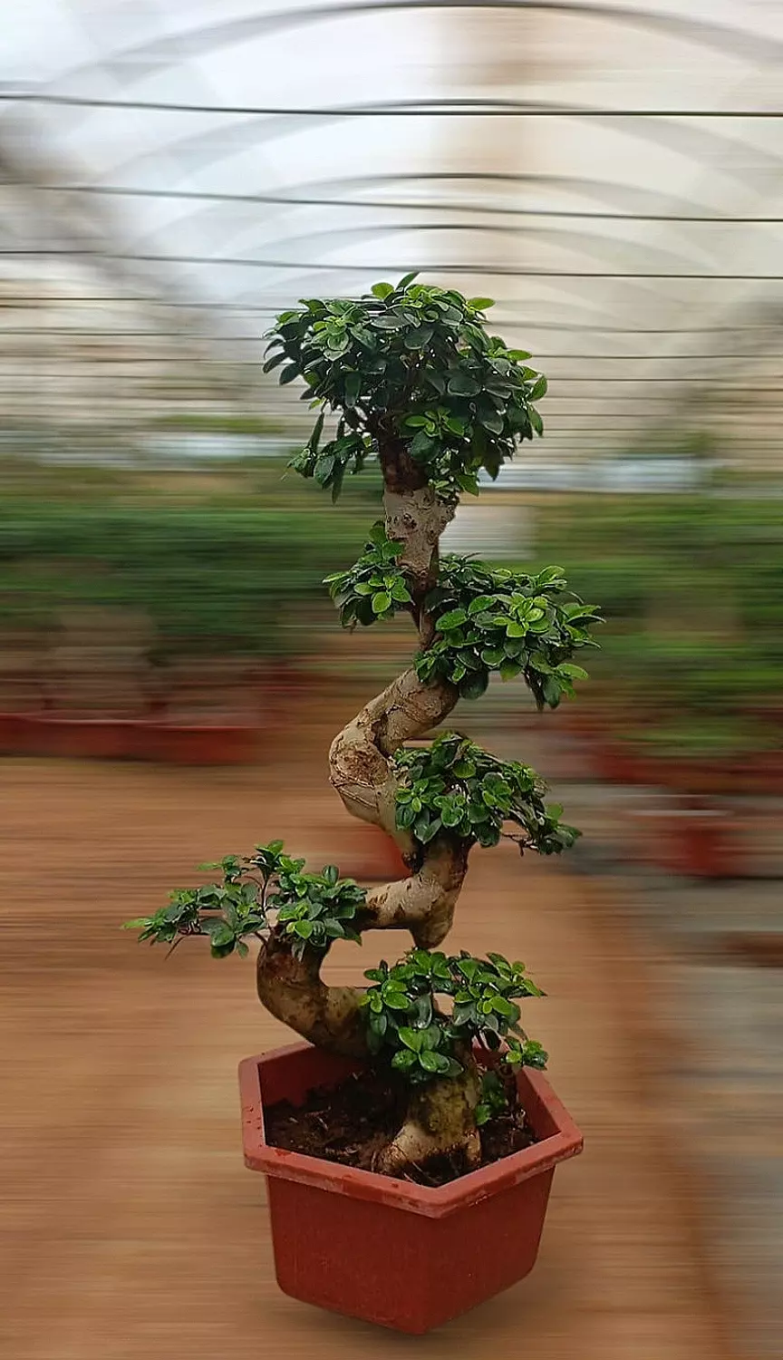 S Shape Bonsai Tree
