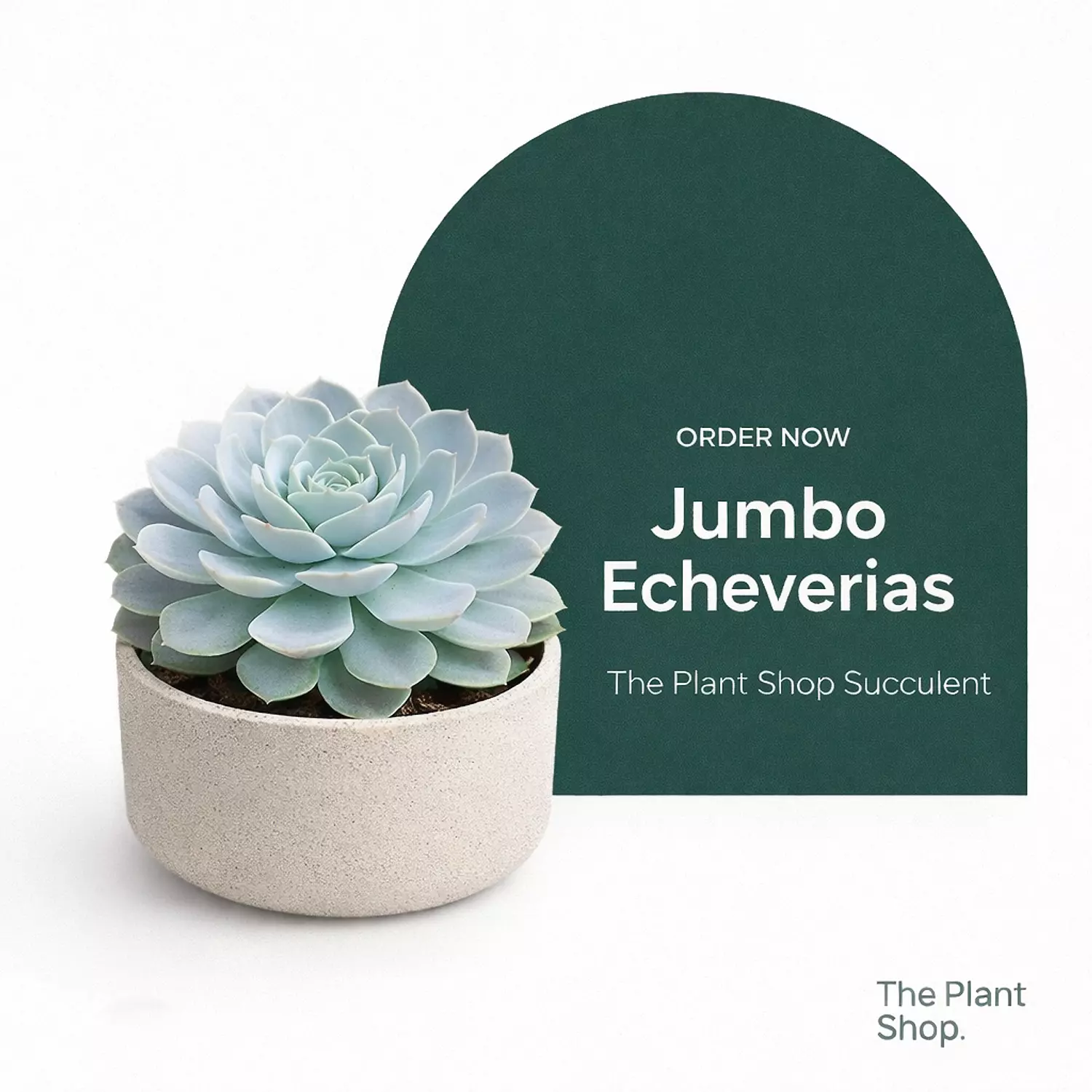Jumbo Echeverias ( 4) image