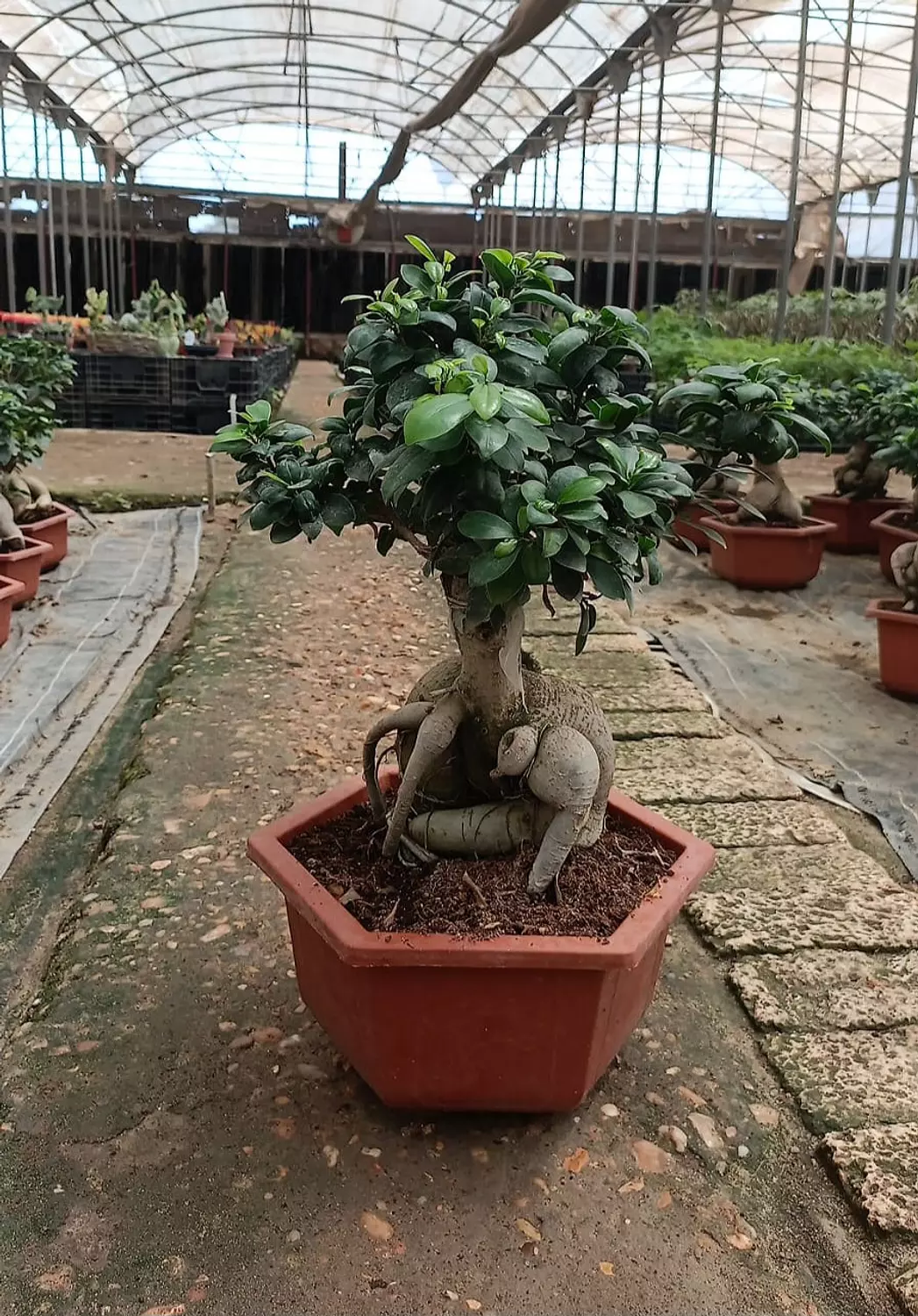 Ginseng Ficus Bonsai 3