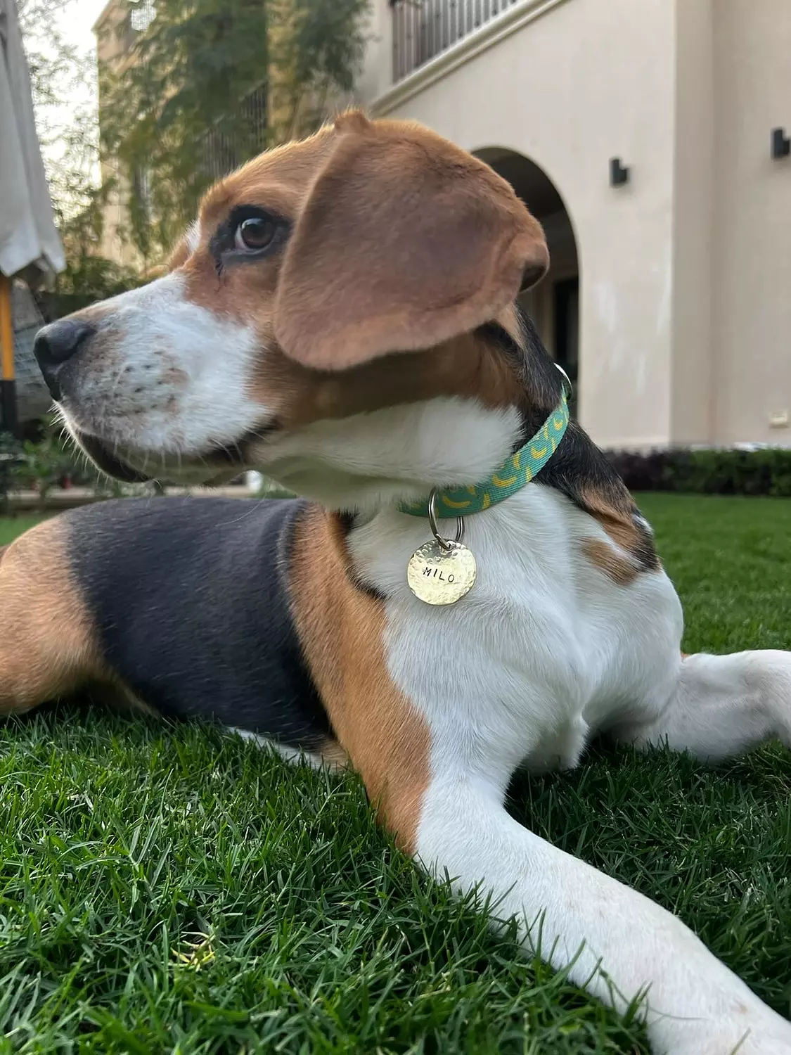 Classic Pet Tag 4